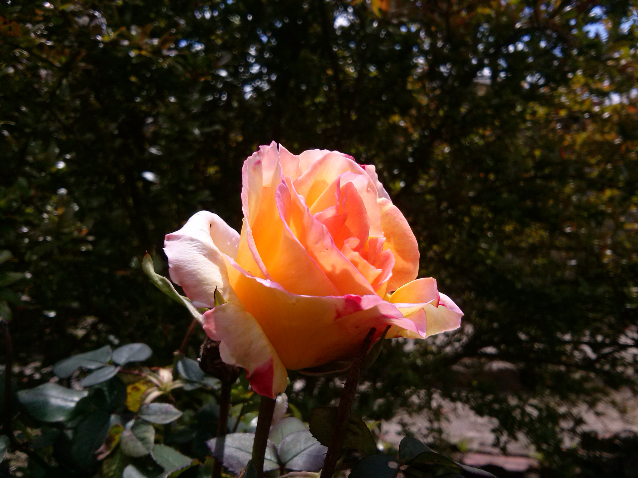 LG OPTIMUS L7 II sample photo. Rose photography