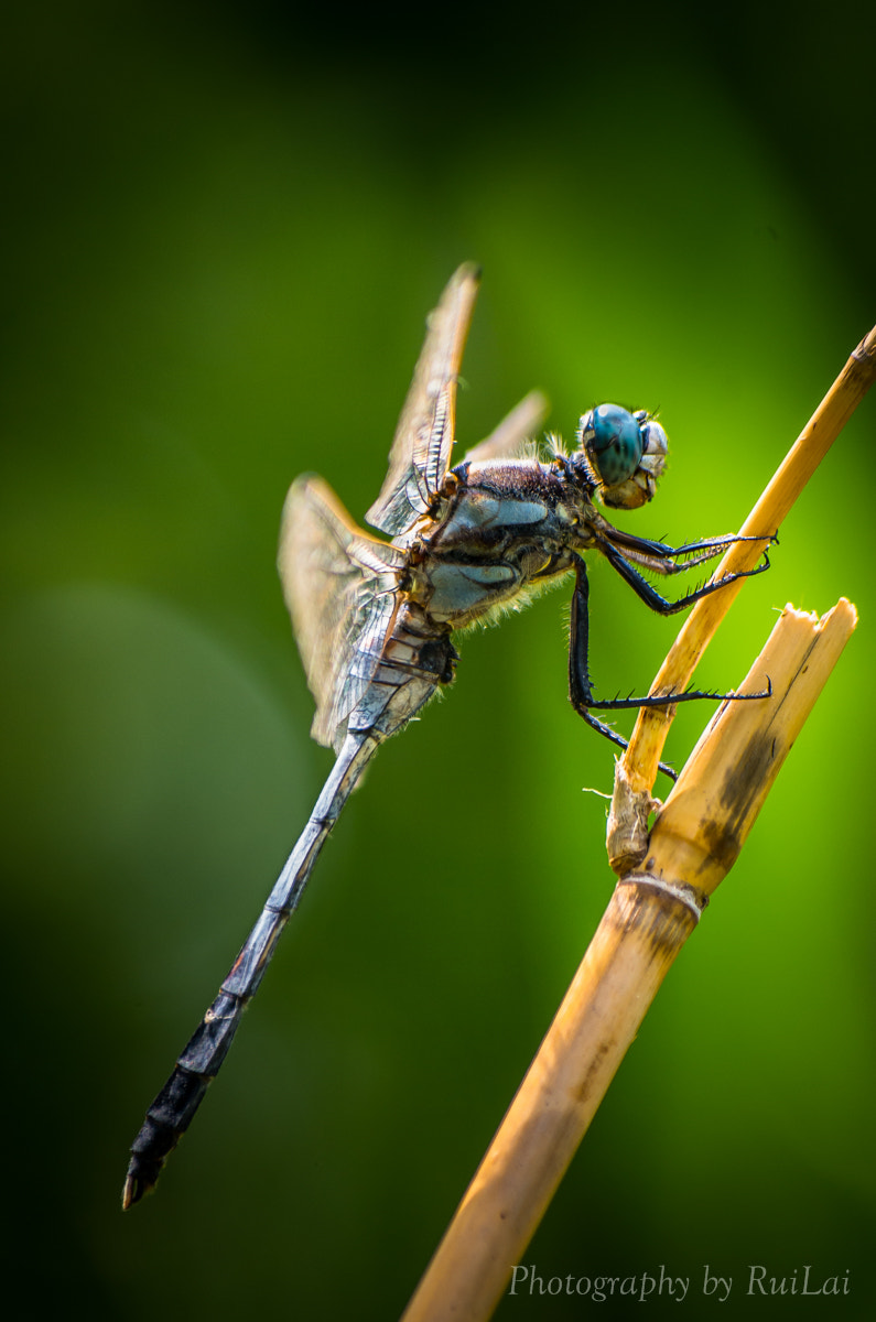 Pentax K-30 + Pentax smc DA 50-200mm F4-5.6 ED sample photo. Dragonfly photography