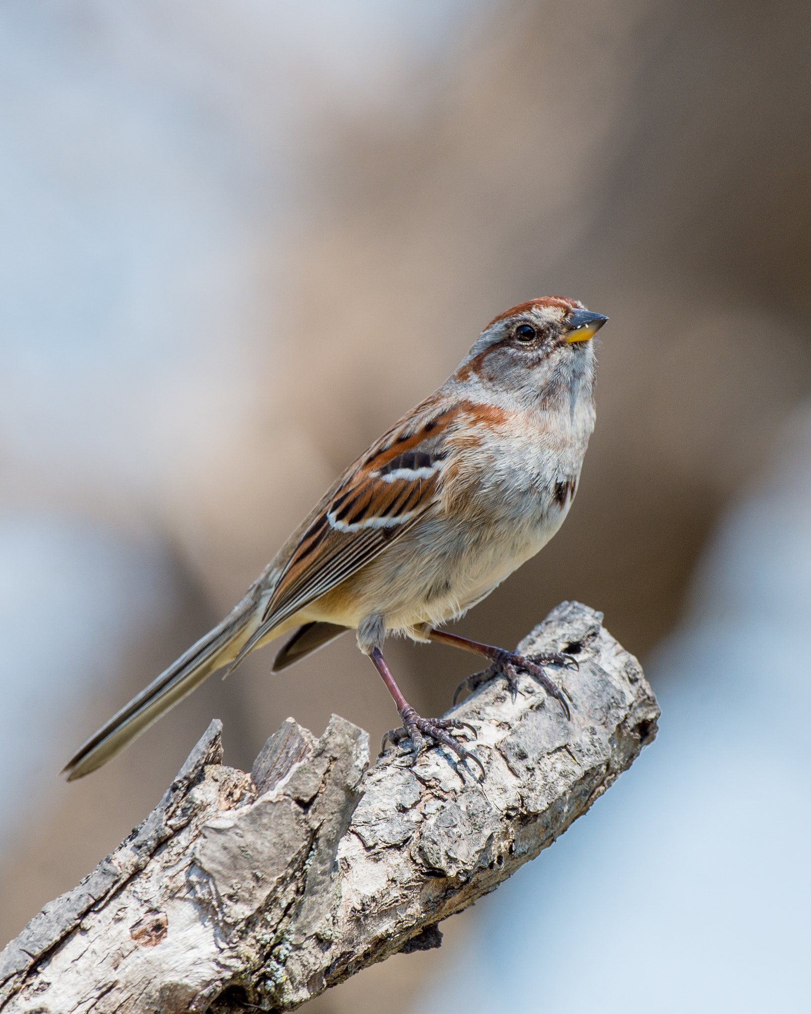 Nikon AF-S Nikkor 500mm F4D ED-IF II sample photo. Tree sparrow photography
