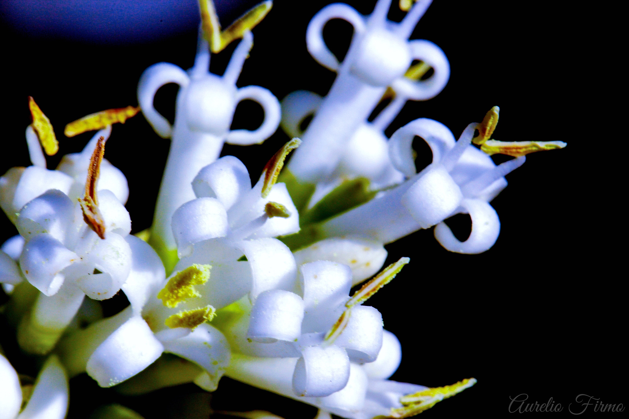 Canon EF 100mm F2.8L Macro IS USM sample photo. Flower macro photography