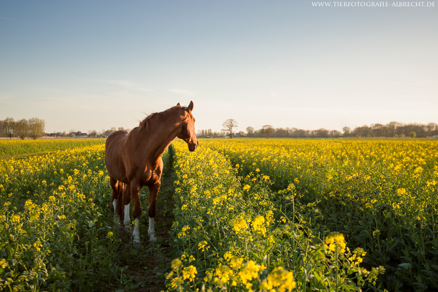 Canon EOS-1D Mark III sample photo. Rapeseed photography