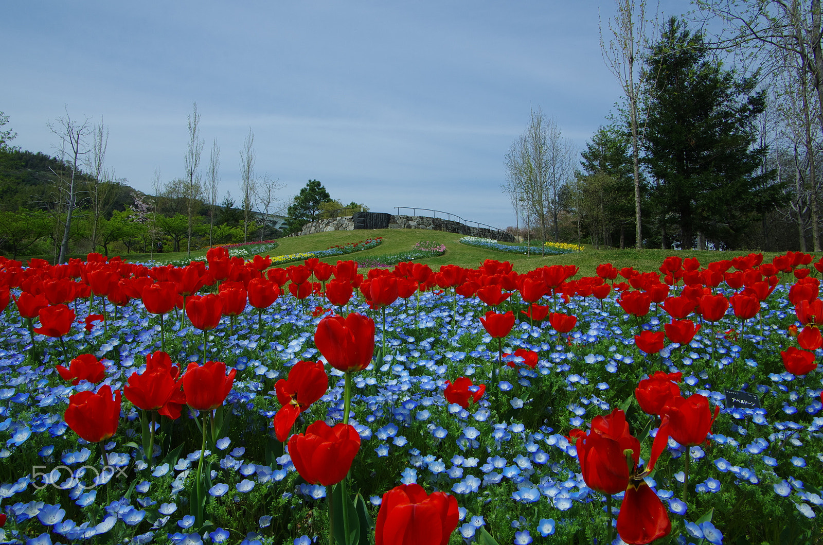 Pentax K-5 IIs + Pentax smc DA 16-45mm F4 ED AL sample photo. Red floating photography