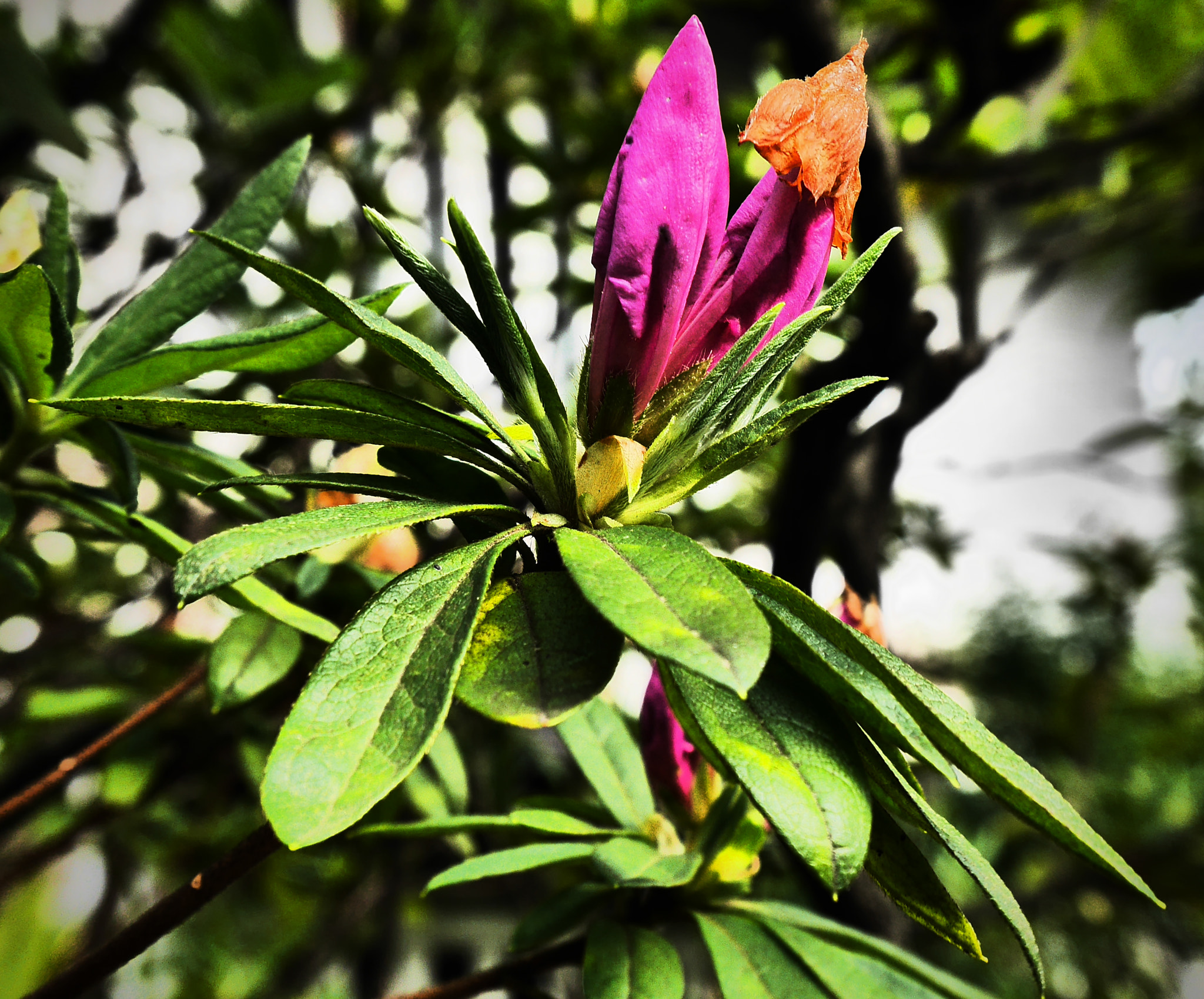 Panasonic DMC-GM1S sample photo. Blooming photography