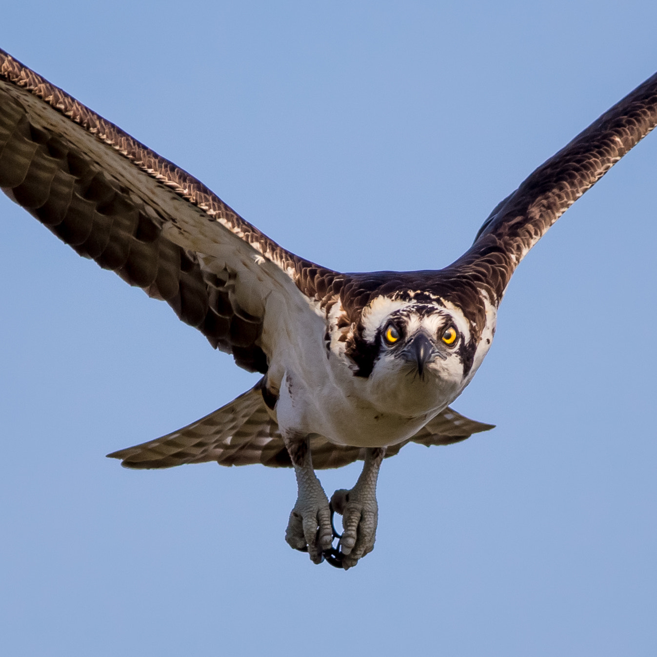 Canon EOS 6D + Canon EF 400mm F5.6L USM sample photo. Curious osprey photography