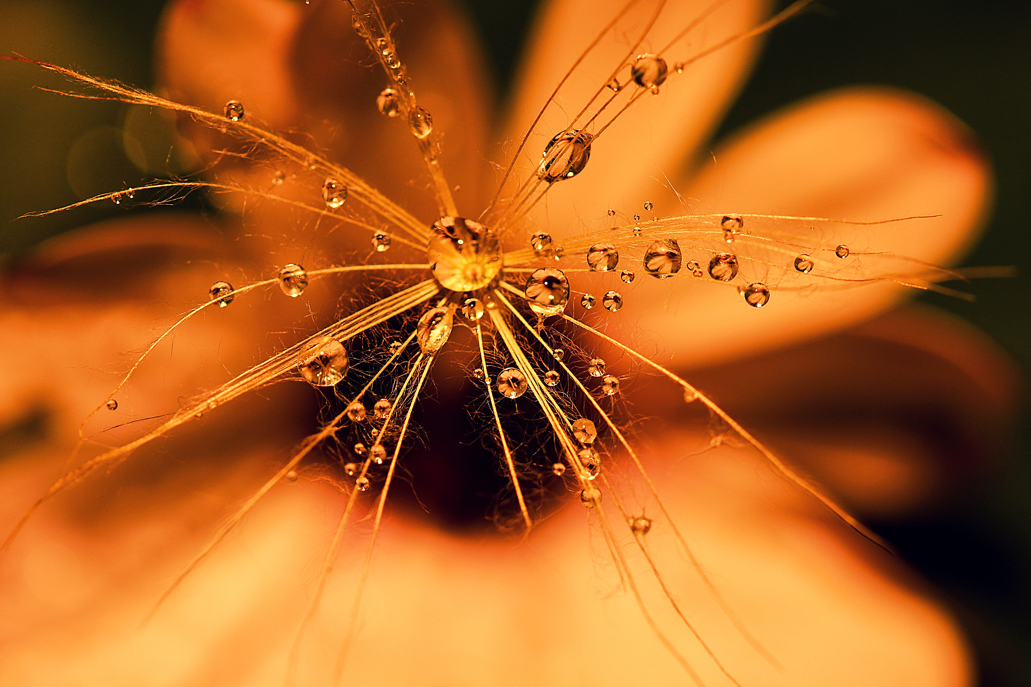 Canon EF-S 60mm F2.8 Macro USM sample photo. Solar system of a daisy photography