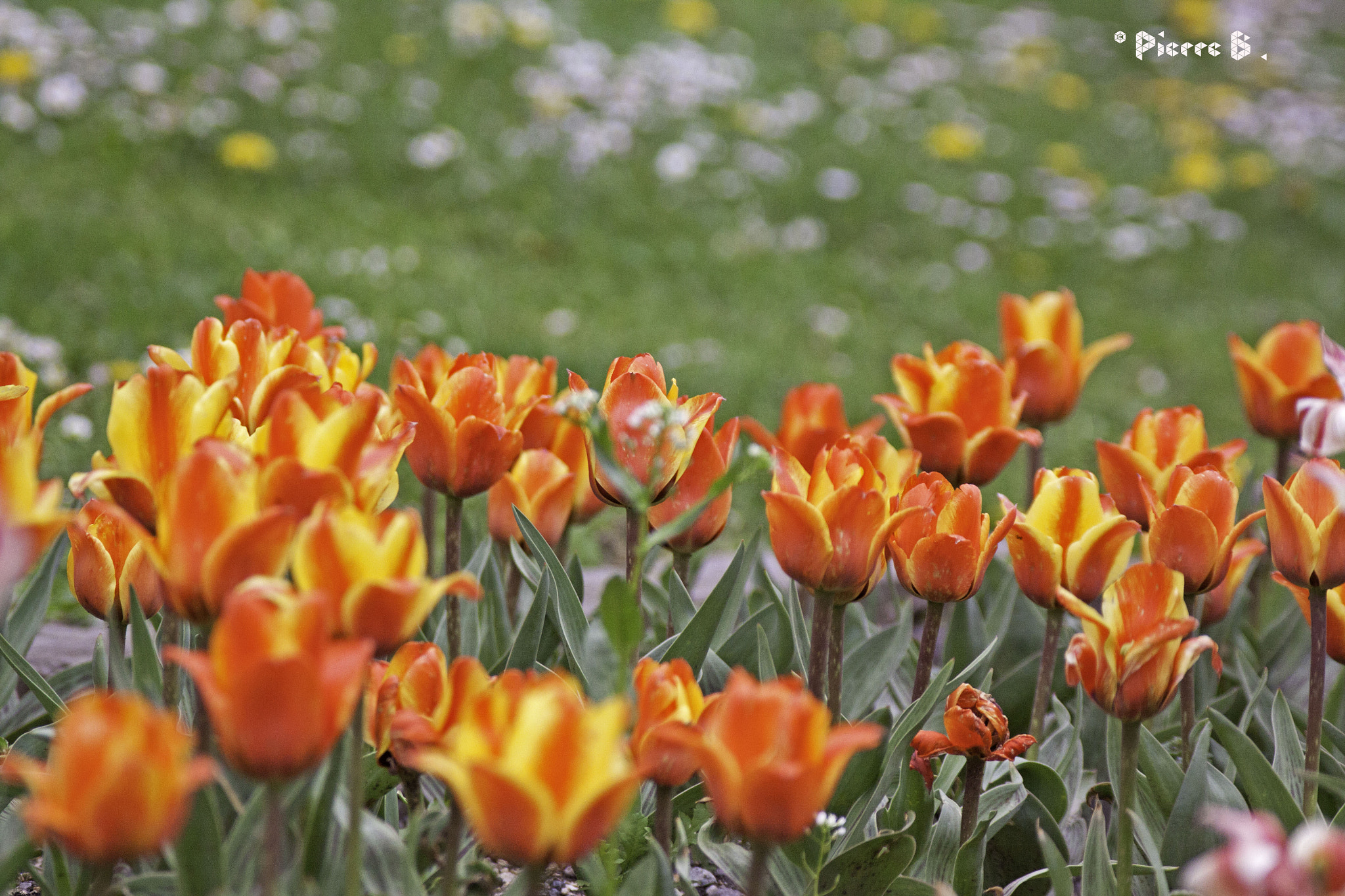 Canon EOS 50D + Canon EF 100-300mm f/5.6 sample photo. Garden spring photography