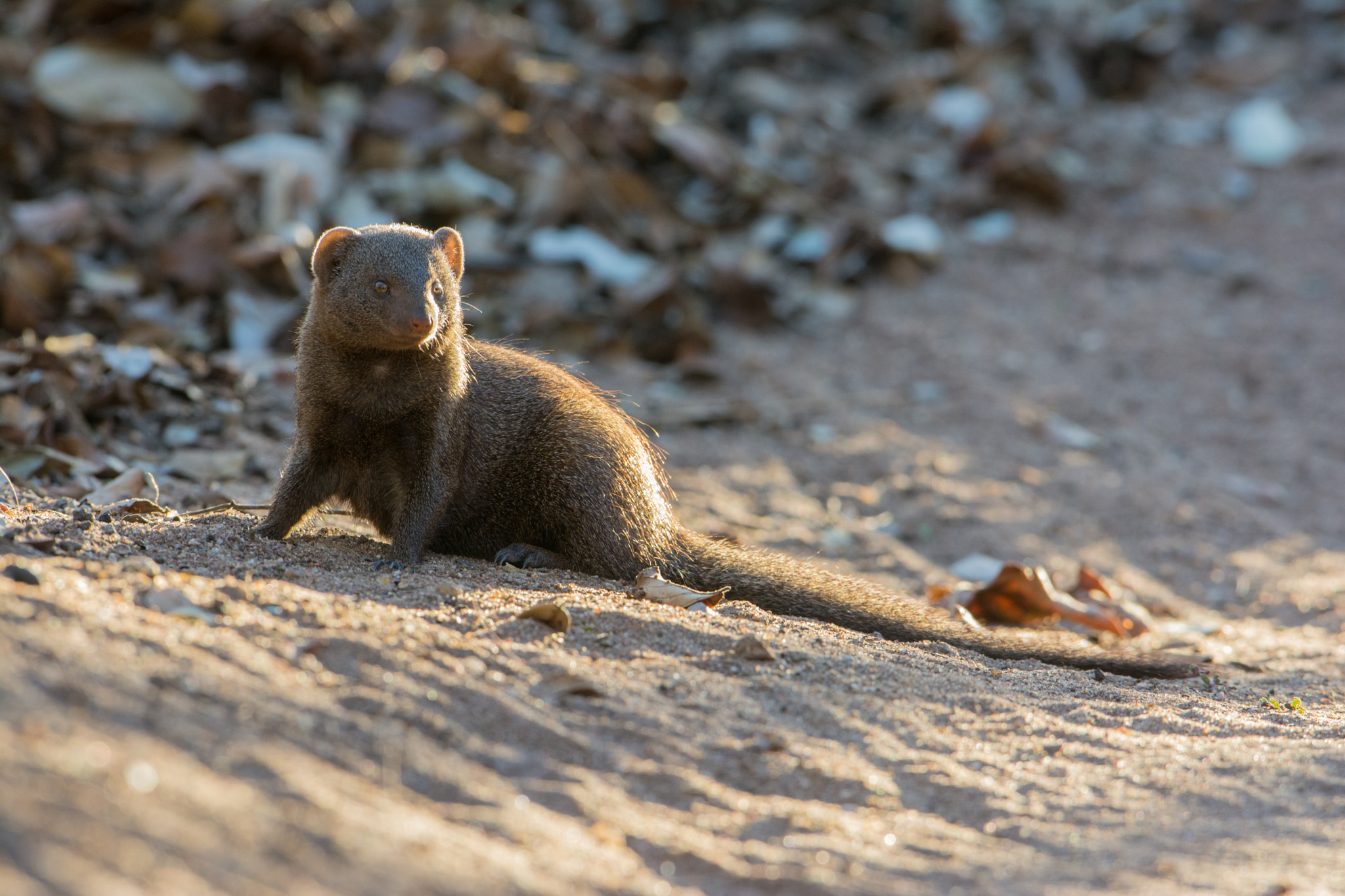 Nikon D7100 + Nikon AF-S Nikkor 600mm F4G ED VR sample photo. Sudafrica photography