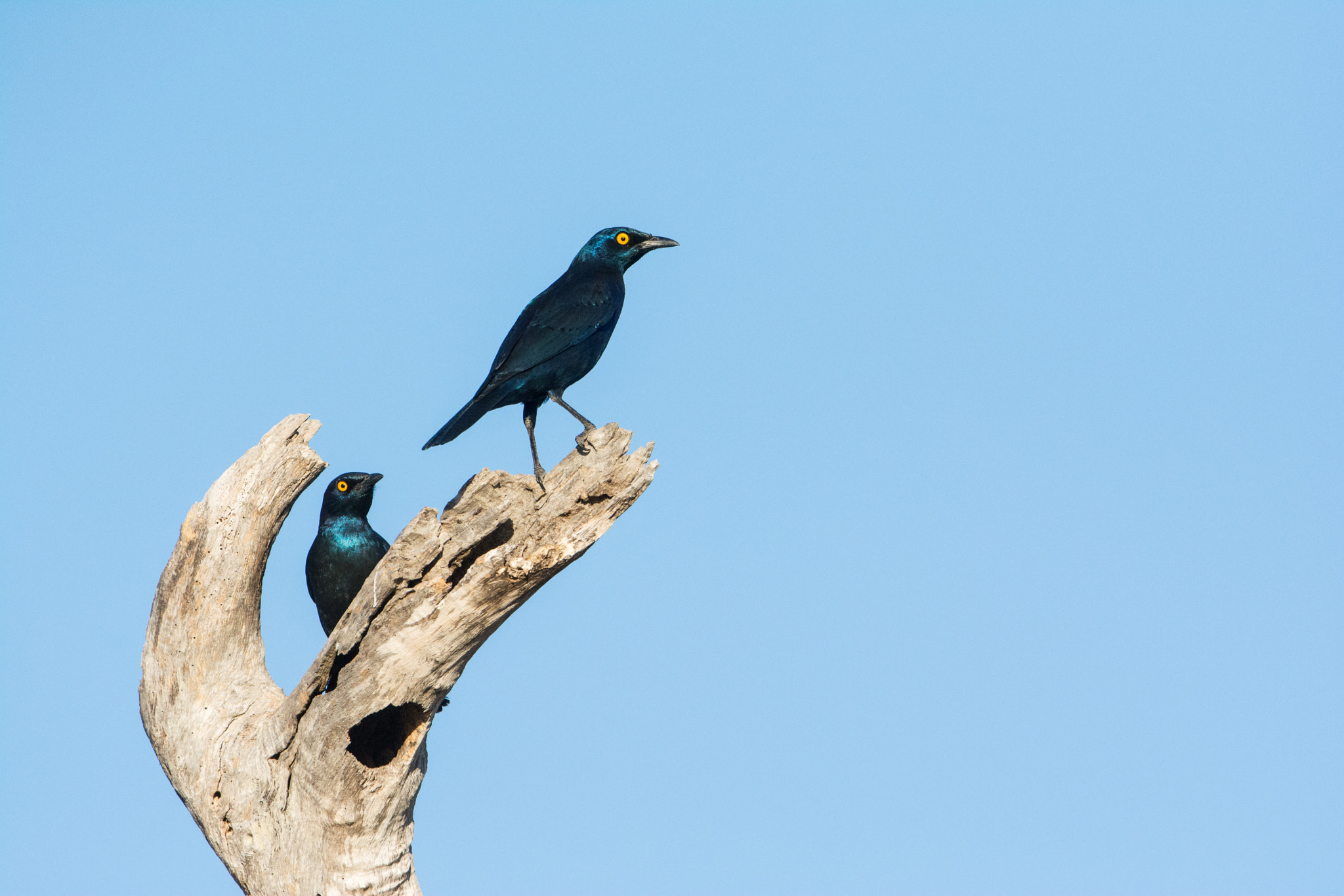 Nikon D7100 + Nikon AF-S Nikkor 600mm F4G ED VR sample photo. Sudafrica photography