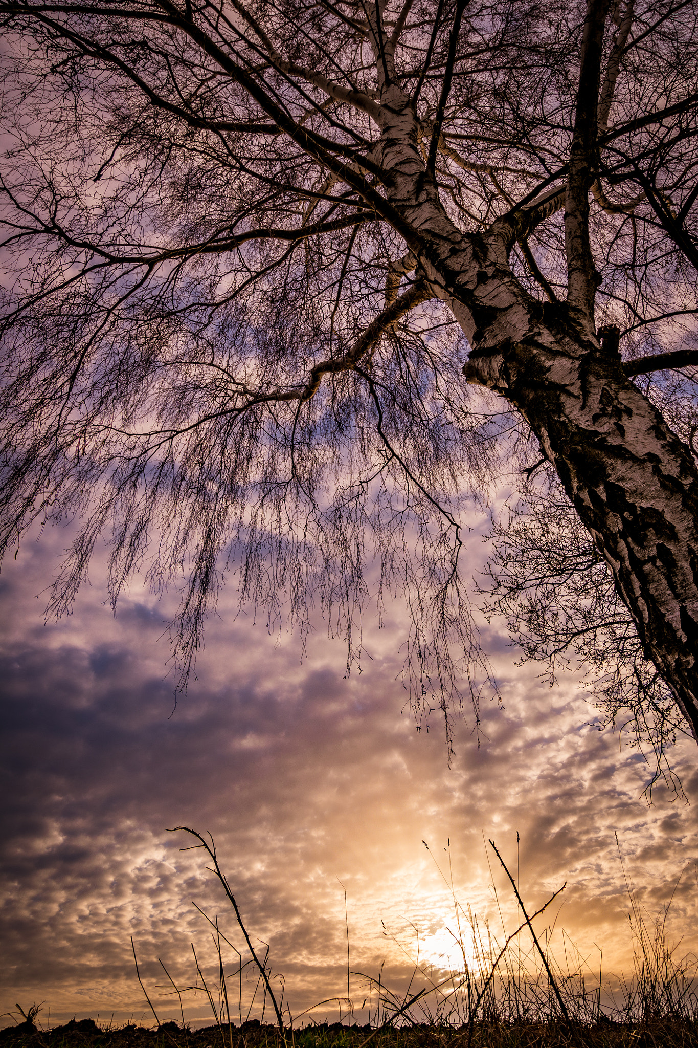 Samsung NX30 + Samsung NX 12-24mm F4-5.6 ED sample photo. Tree at sunset photography