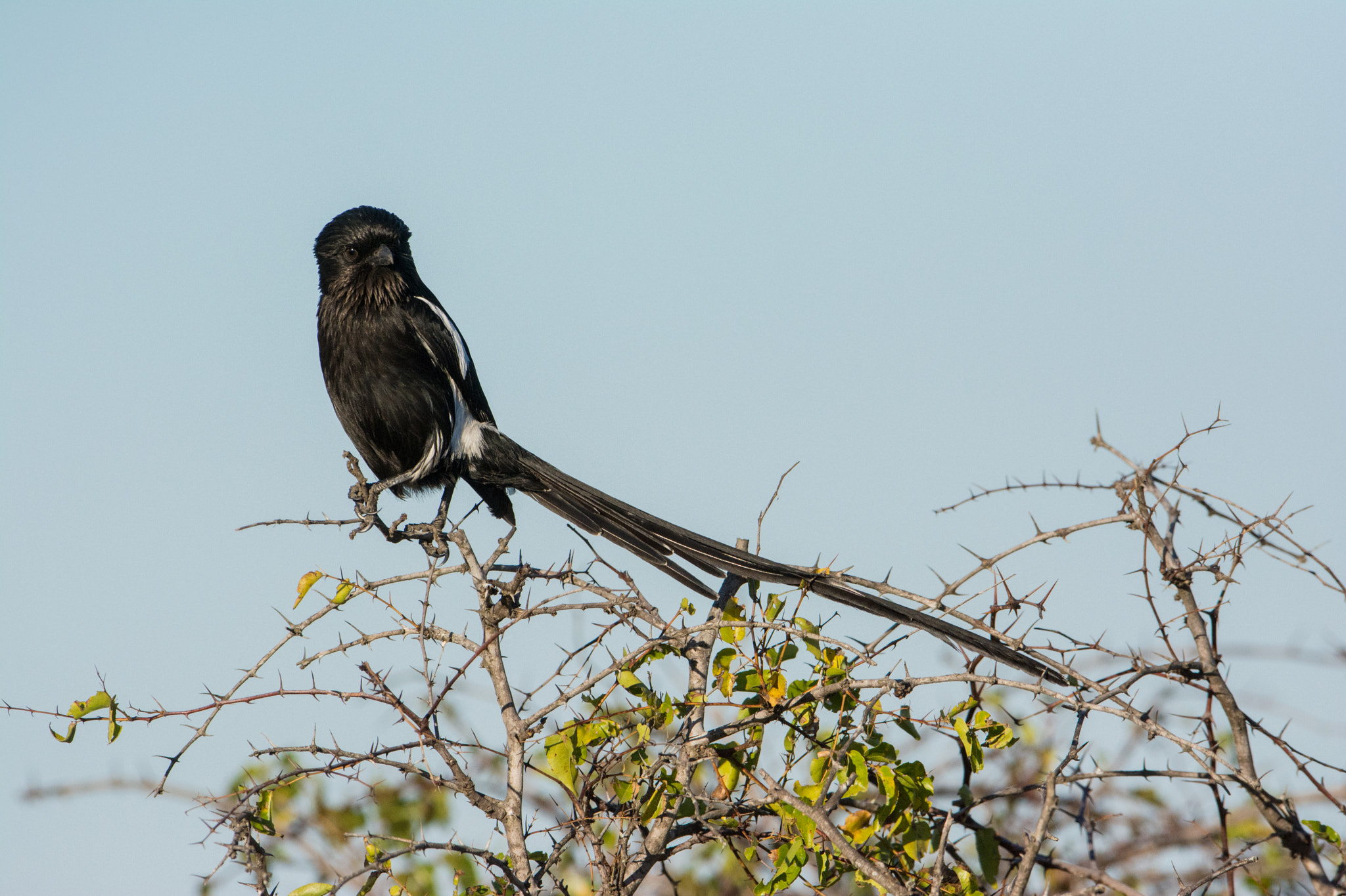 Nikon D7100 + Nikon AF-S Nikkor 600mm F4G ED VR sample photo. Sudafrica photography