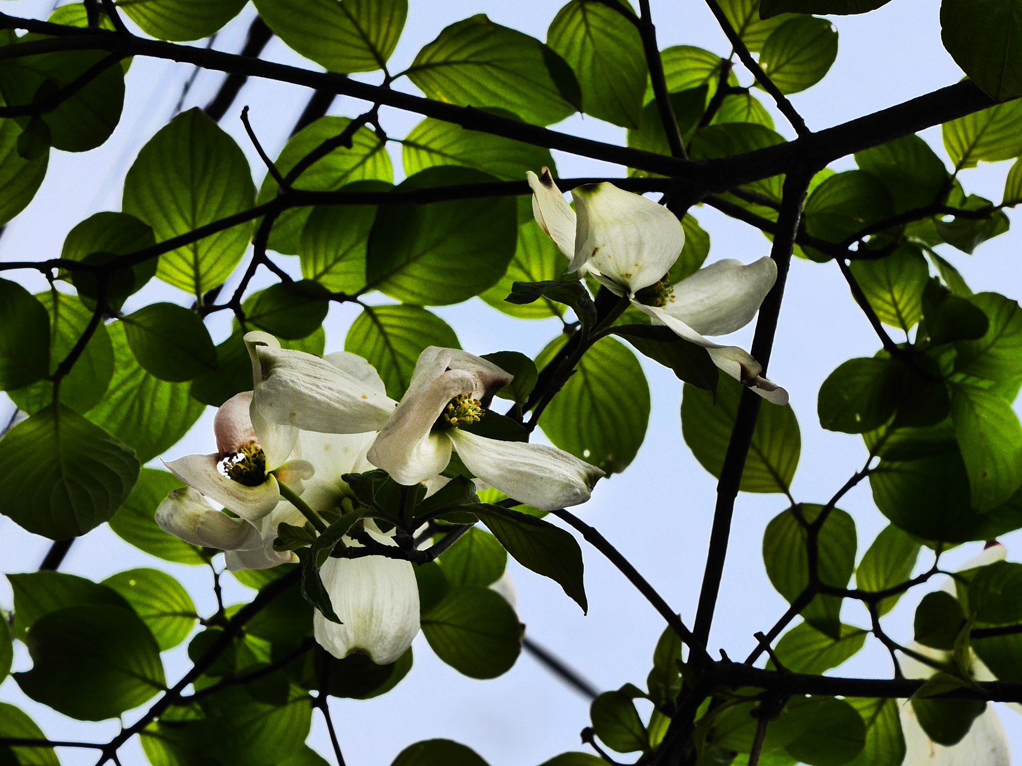Panasonic DMC-GM1S sample photo. Beauty in the shadow photography