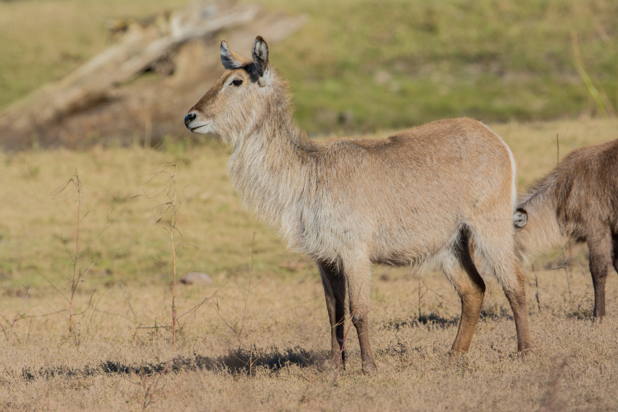 Nikon D7100 + Nikon AF-S Nikkor 600mm F4G ED VR sample photo. Sudafrica photography