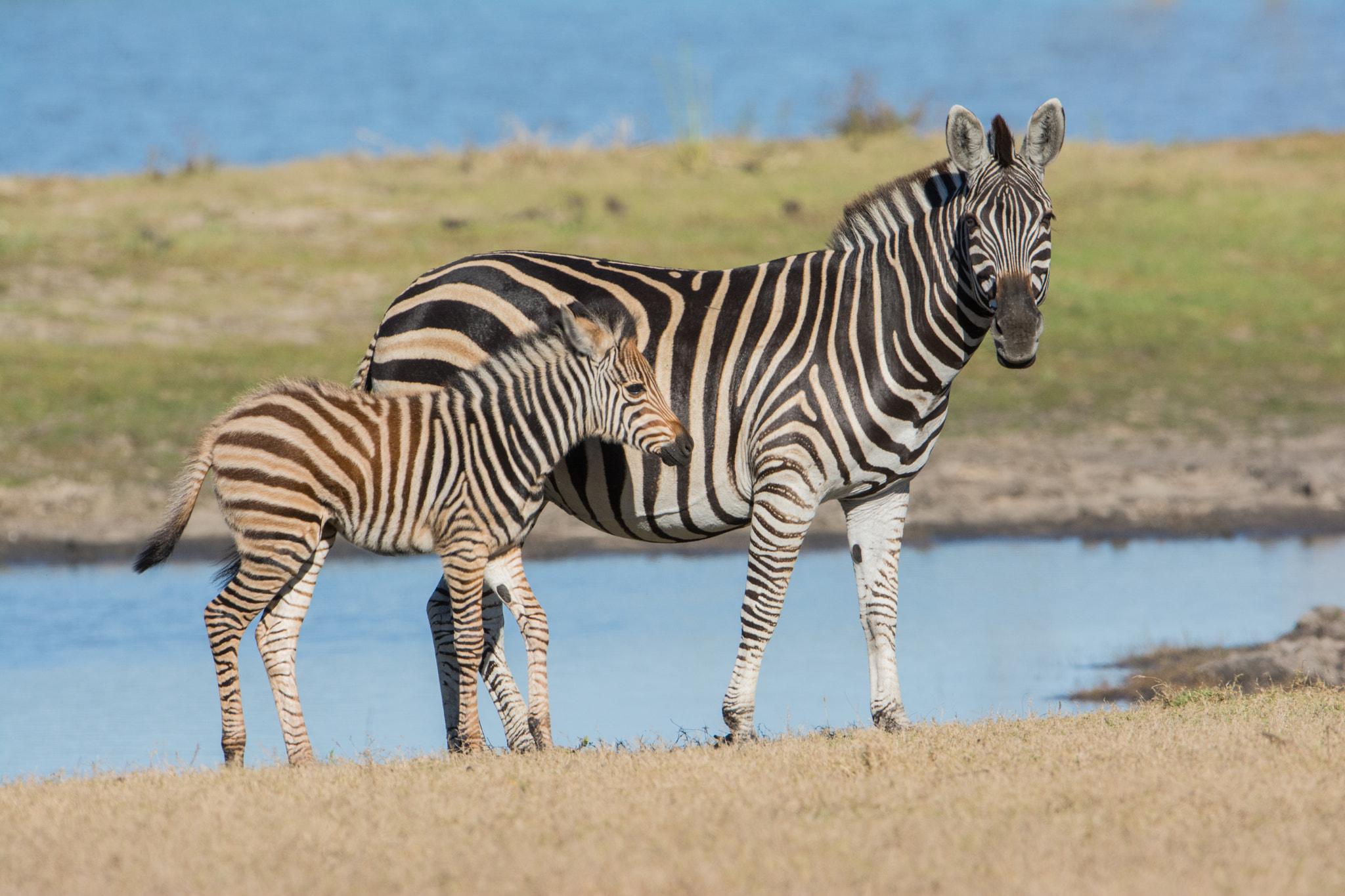 Nikon D7100 + Nikon AF-S Nikkor 600mm F4G ED VR sample photo. Sudafrica photography