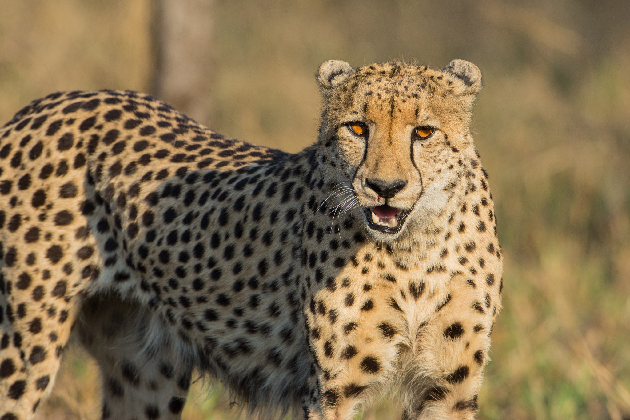 Nikon D7100 + Nikon AF-S Nikkor 600mm F4G ED VR sample photo. Sudafrica photography