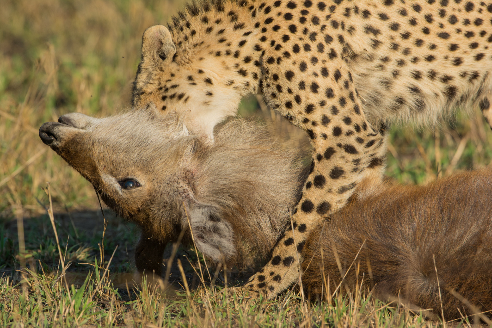 Nikon AF-S Nikkor 600mm F4G ED VR sample photo. Sudafrica photography