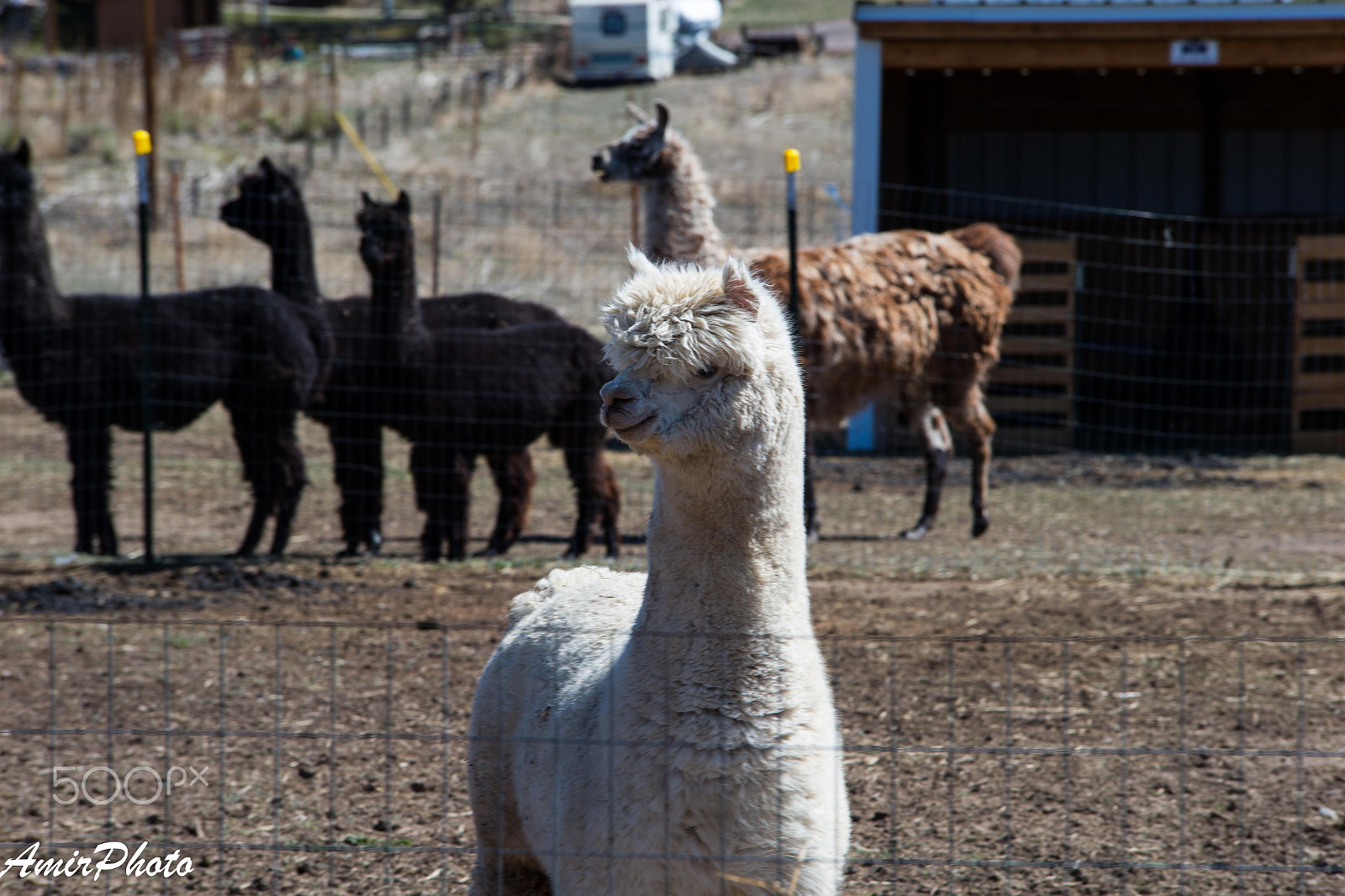 Canon EOS-1D X sample photo. Ai6p8277.jpg photography