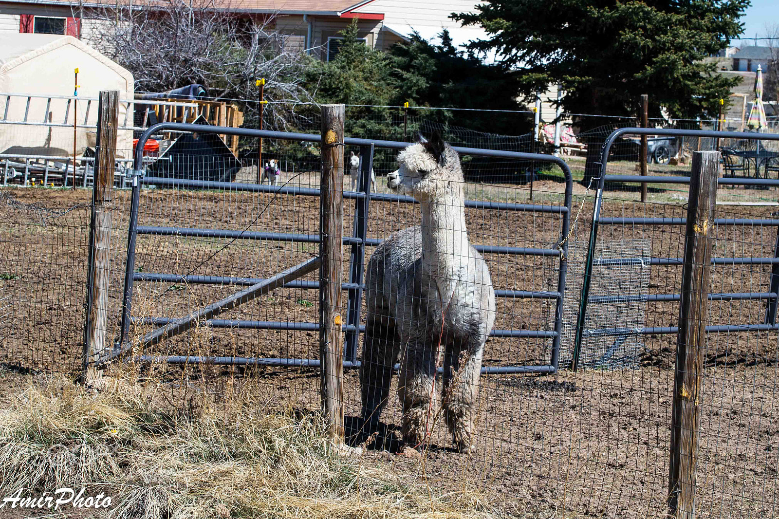 Canon EOS-1D X sample photo. Ai6p8287.jpg photography