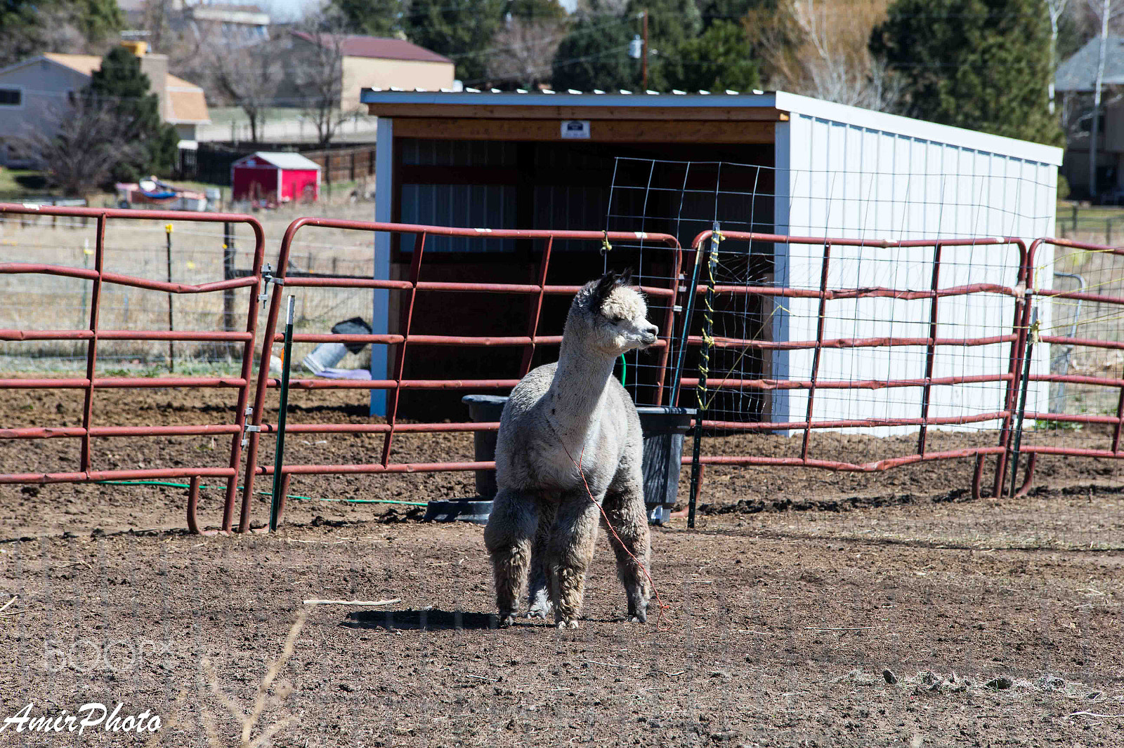 Canon EOS-1D X sample photo. Ai6p8317.jpg photography