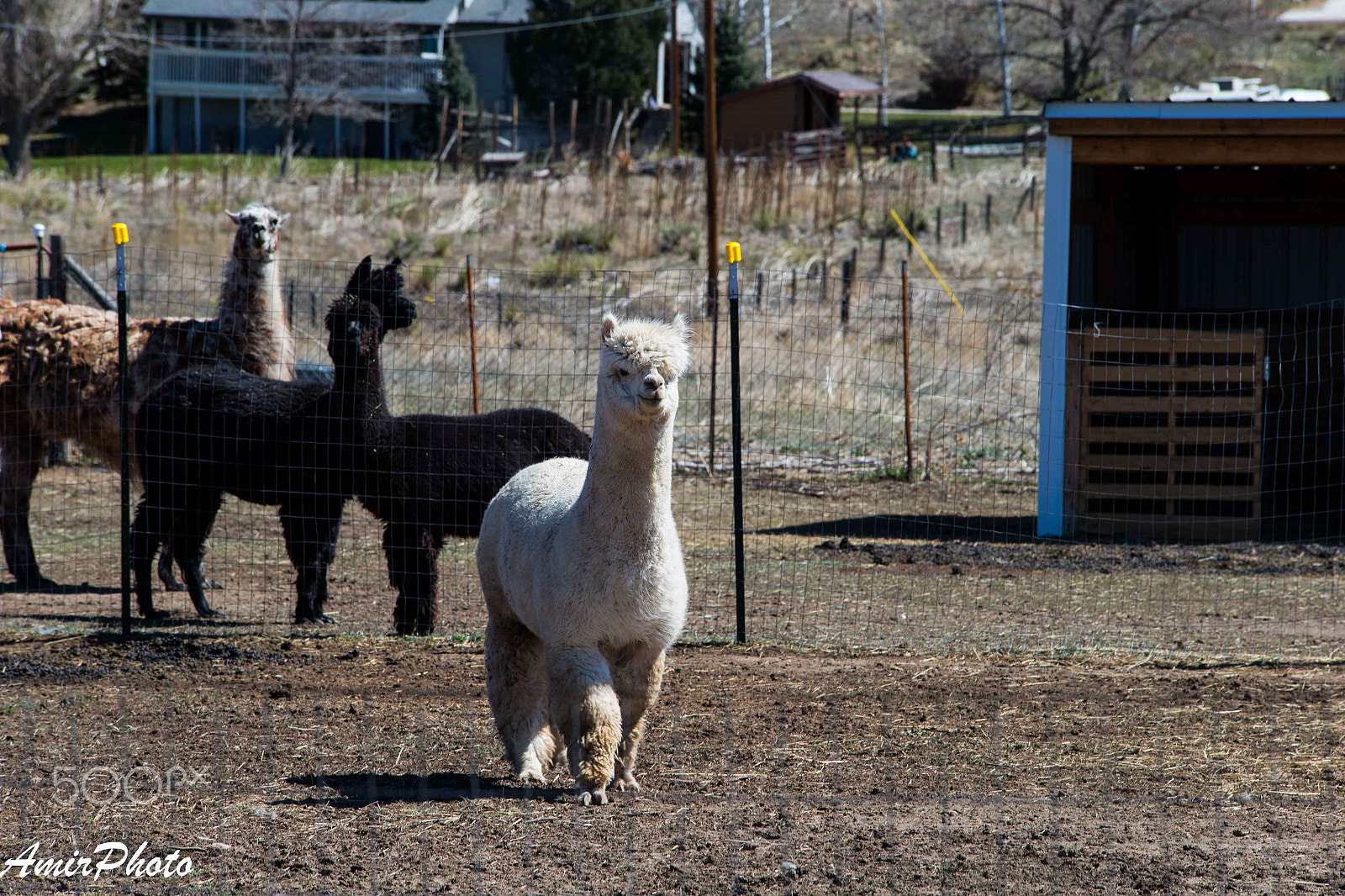 Canon EOS-1D X sample photo. Ai6p8318.jpg photography