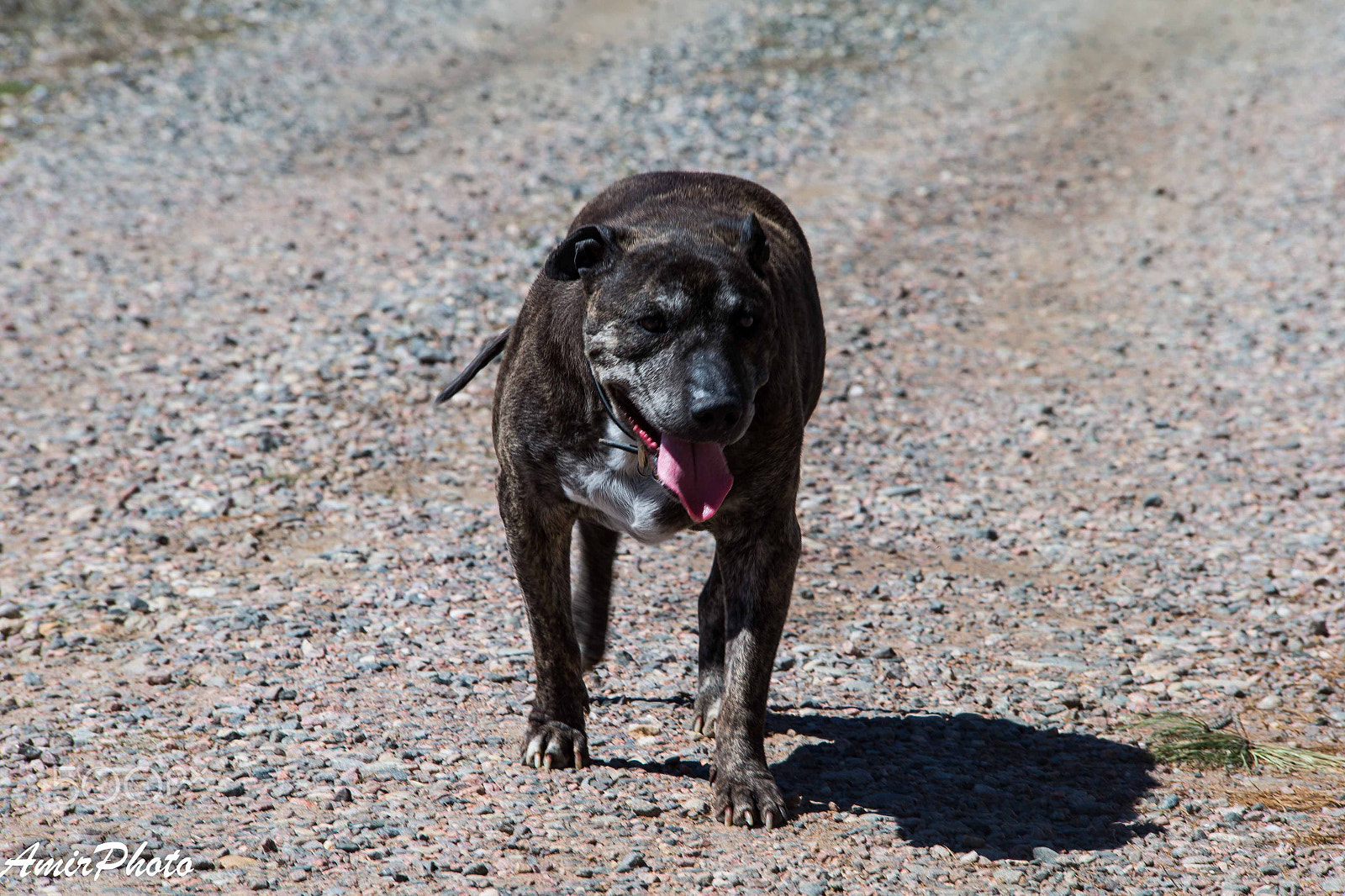 Canon EOS-1D X sample photo. Ai6p8446.jpg photography