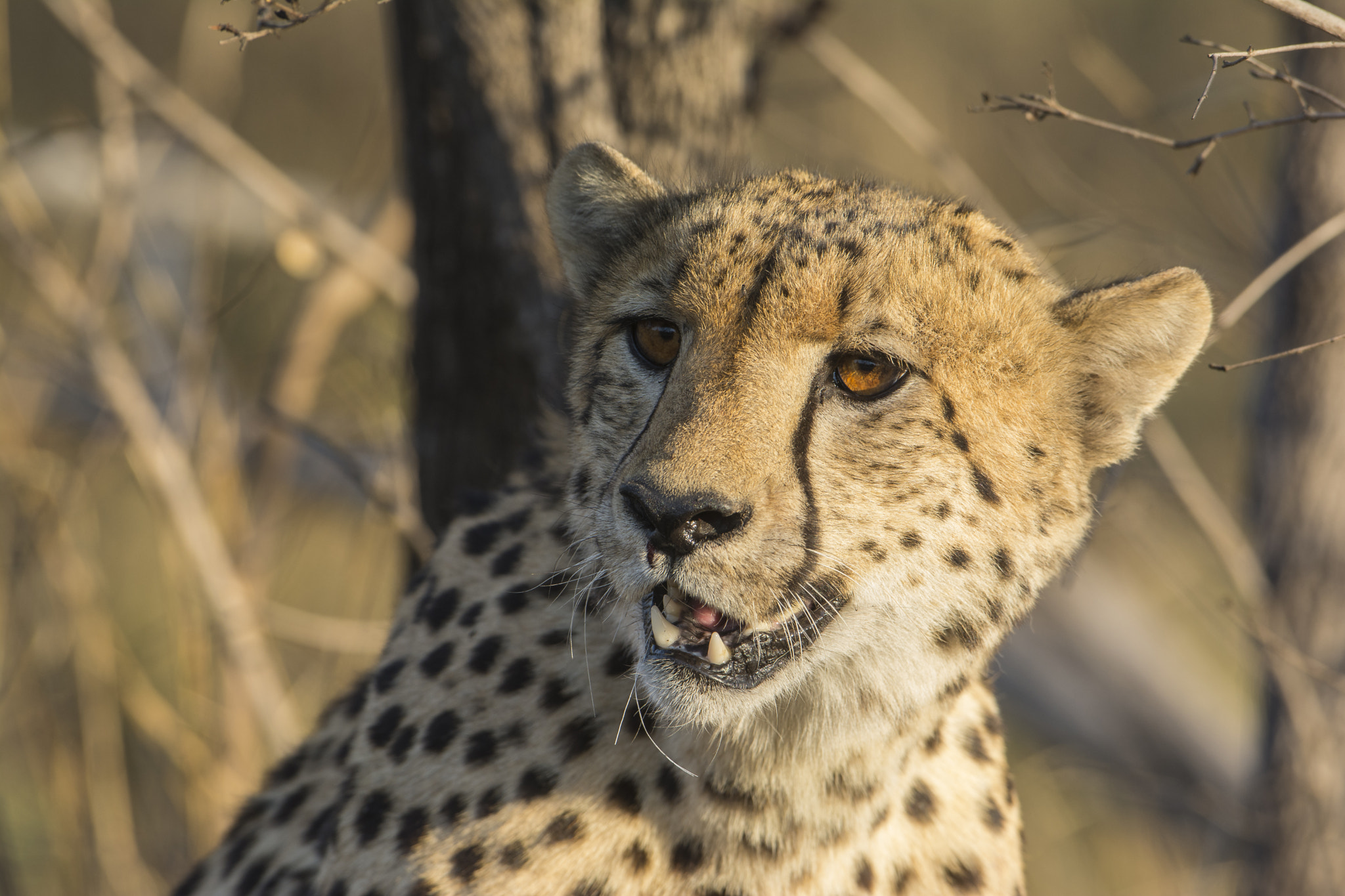 Nikon D7100 + Nikon AF-S Nikkor 600mm F4G ED VR sample photo. Sudafrica photography
