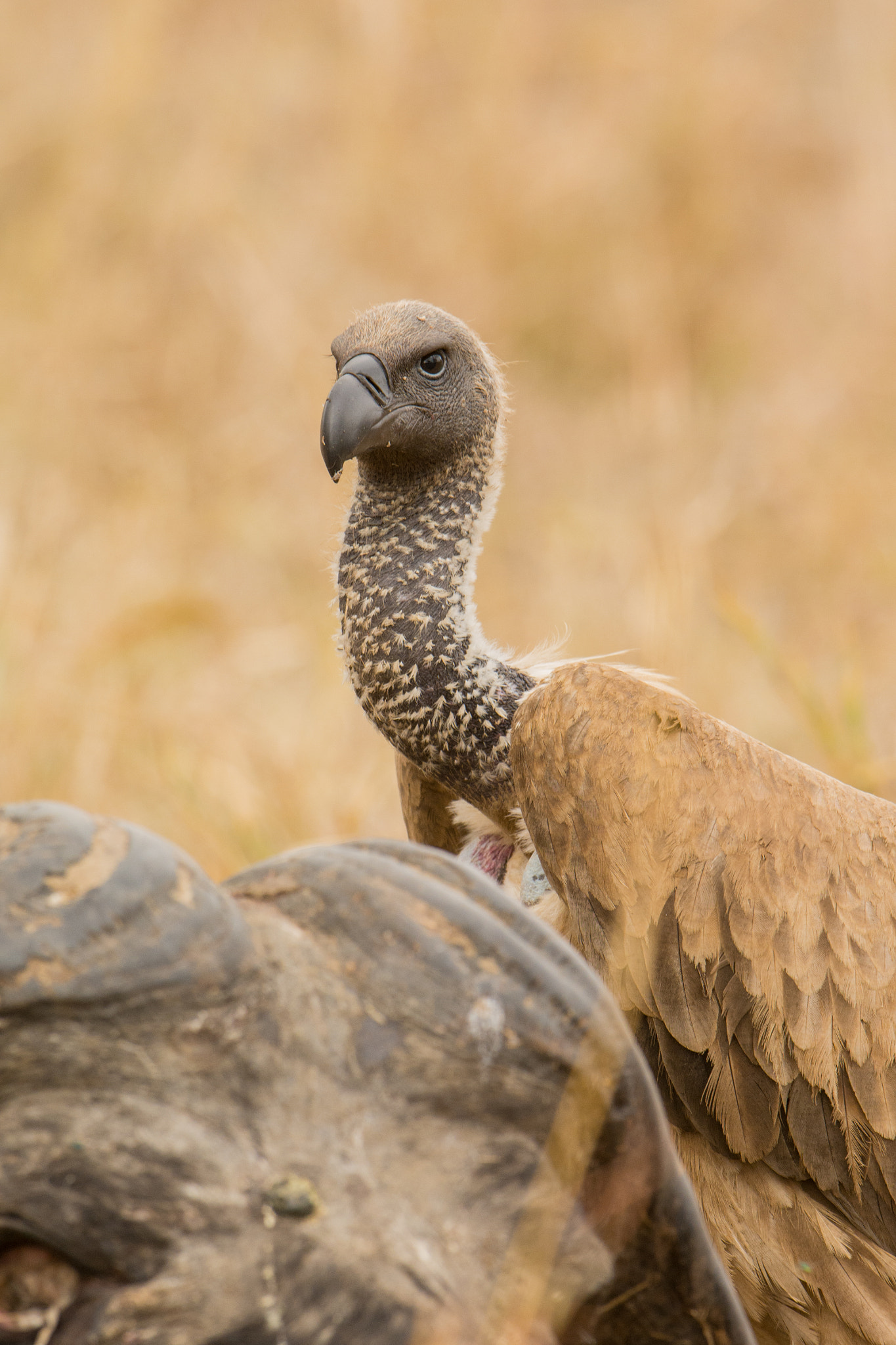 Nikon AF-S Nikkor 600mm F4G ED VR sample photo. Sudafrica photography