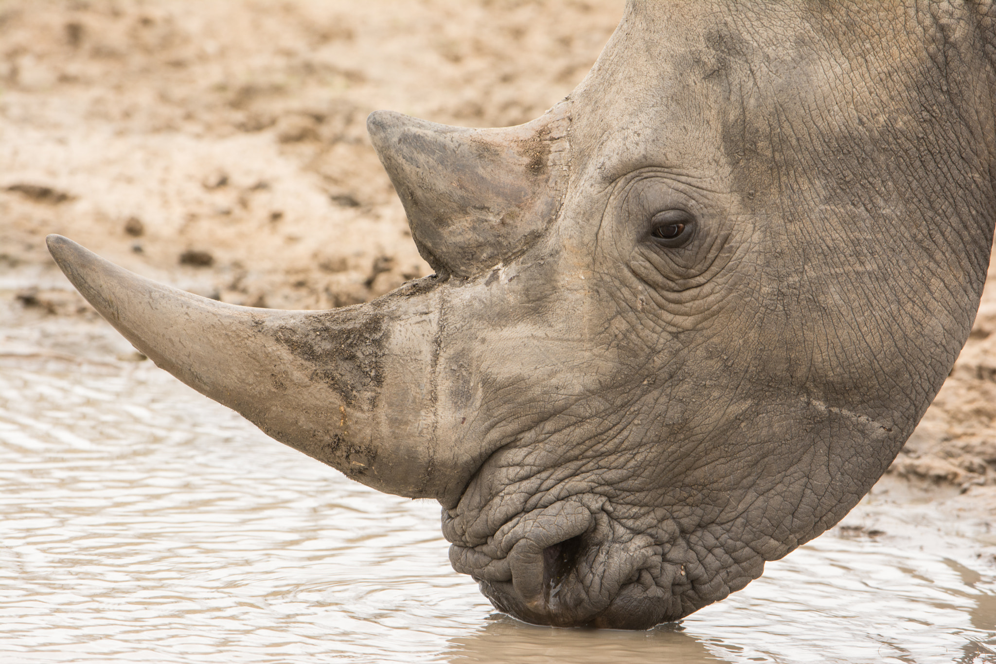 Nikon D7100 + Nikon AF-S Nikkor 600mm F4G ED VR sample photo. Sudafrica photography