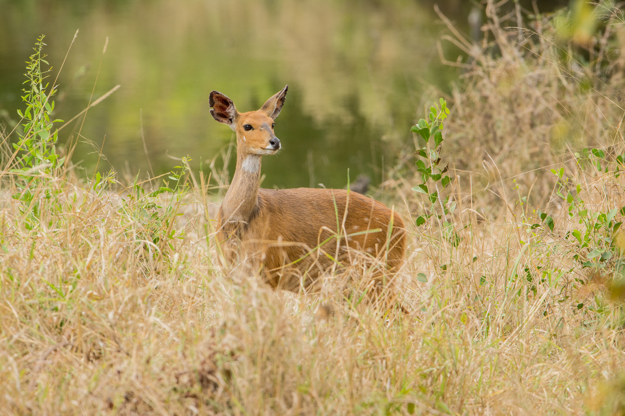 Nikon D7100 + Nikon AF-S Nikkor 600mm F4G ED VR sample photo. Sudafrica photography
