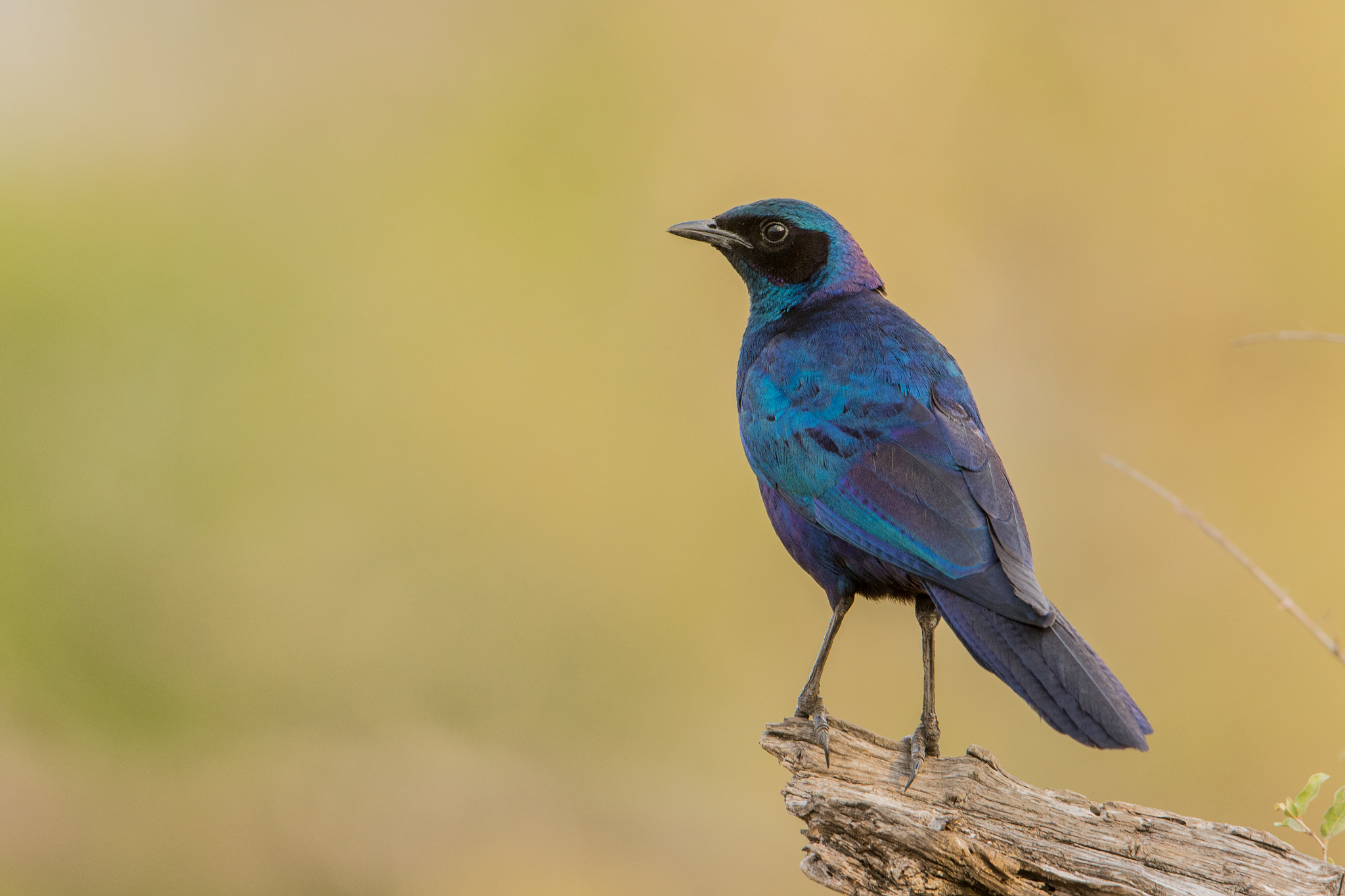 Nikon D7100 + Nikon AF-S Nikkor 600mm F4G ED VR sample photo. Sudafrica photography
