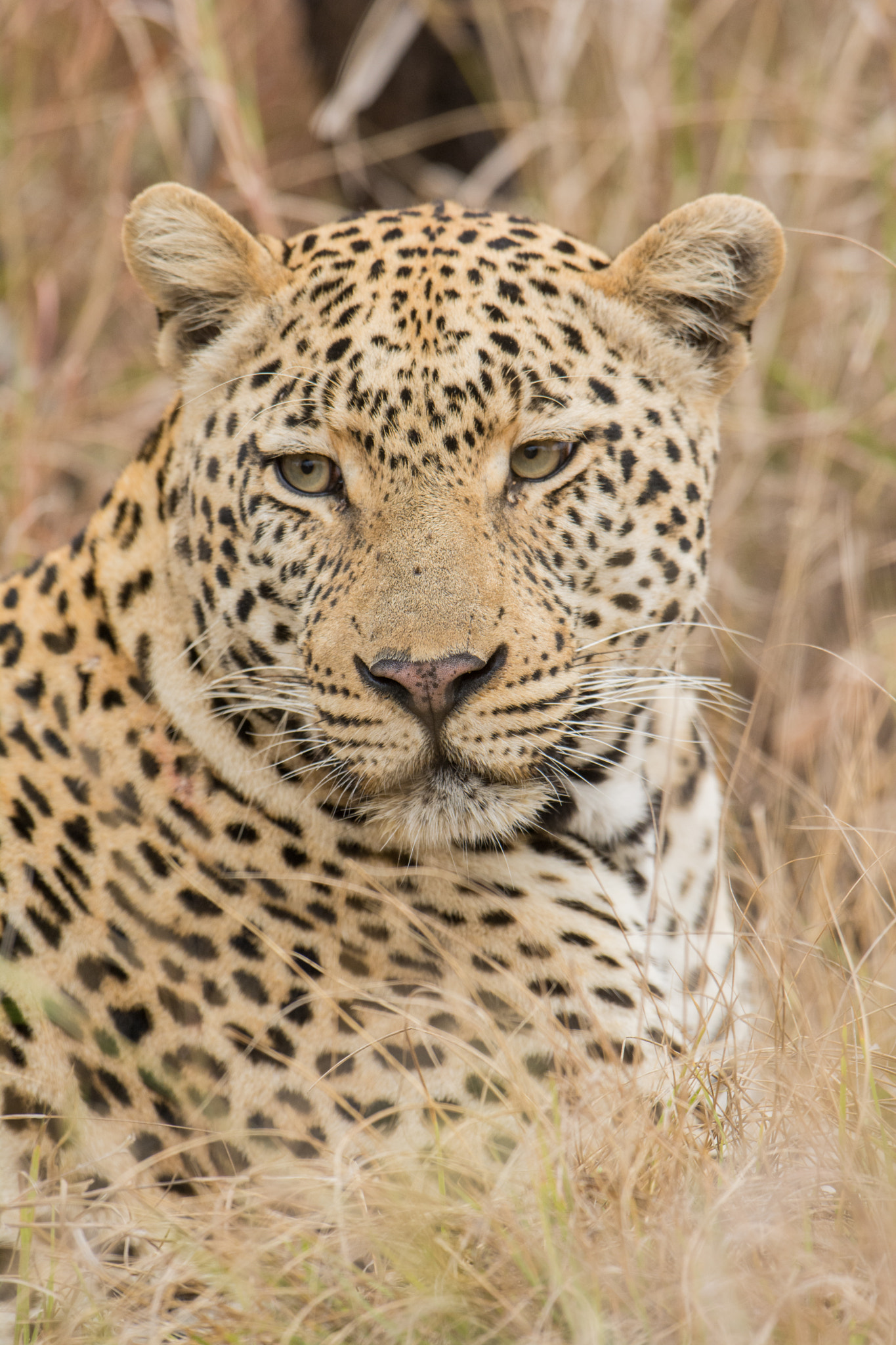 Nikon D7100 + Nikon AF-S Nikkor 600mm F4G ED VR sample photo. Sudafrica photography