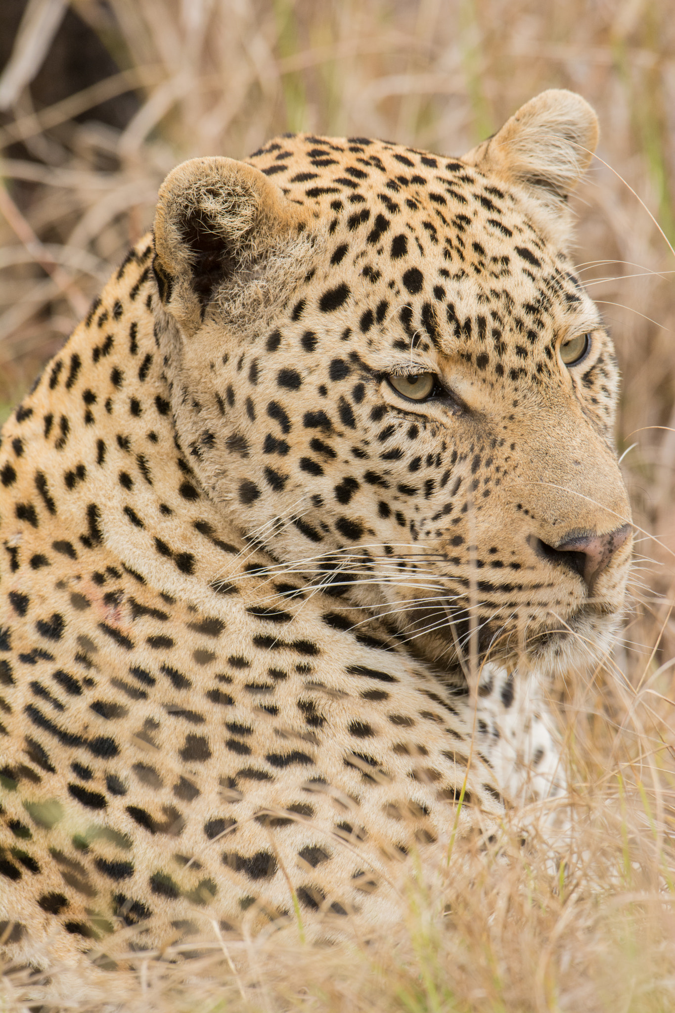 Nikon D7100 + Nikon AF-S Nikkor 600mm F4G ED VR sample photo. Sudafrica photography