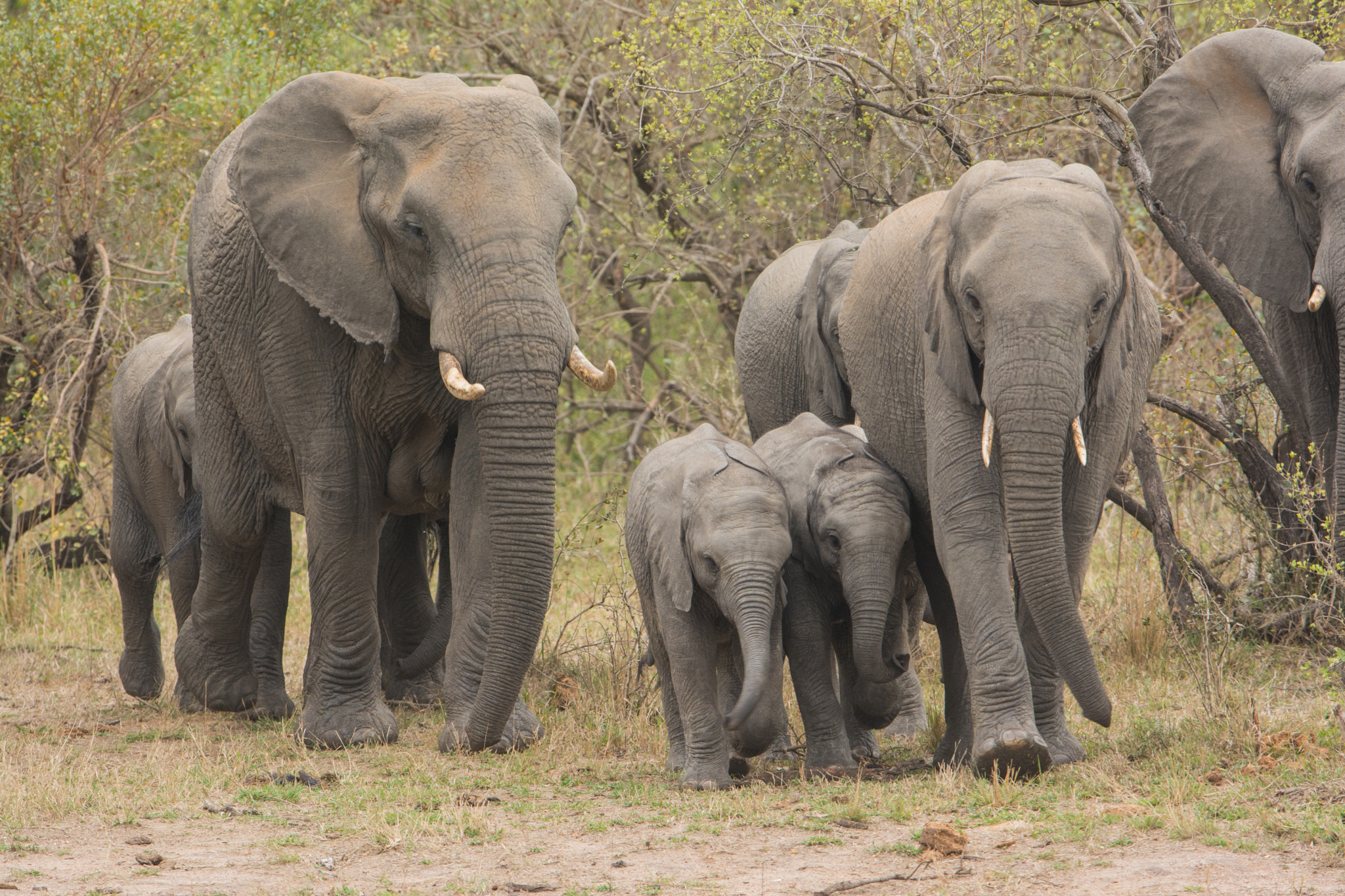 Nikon D7100 + Nikon AF-S Nikkor 600mm F4G ED VR sample photo. Sudafrica photography