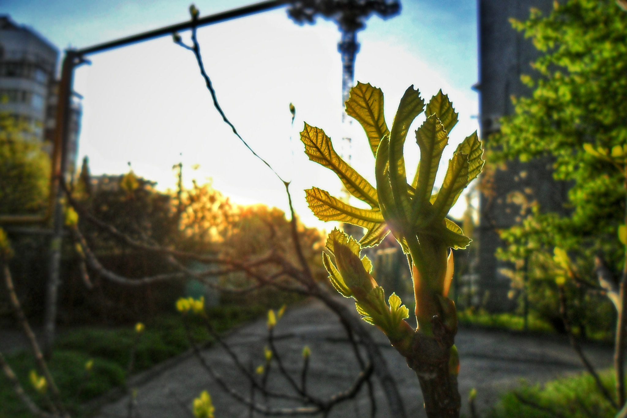 Samsung ES73 / VLUU ES73 /  SL605 sample photo. Spring is coming photography
