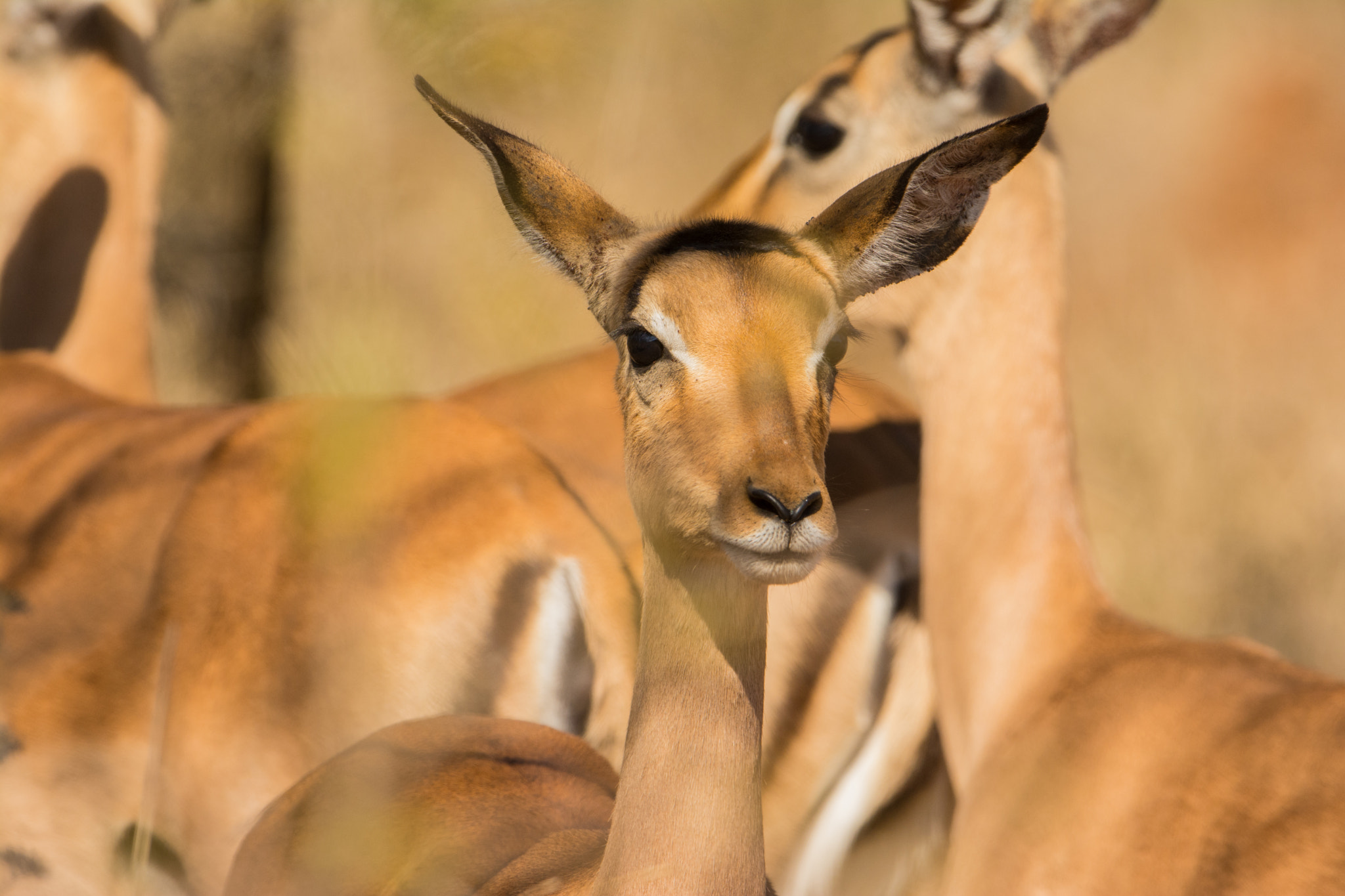 Nikon D7100 + Nikon AF-S Nikkor 600mm F4G ED VR sample photo. Sudafrica photography