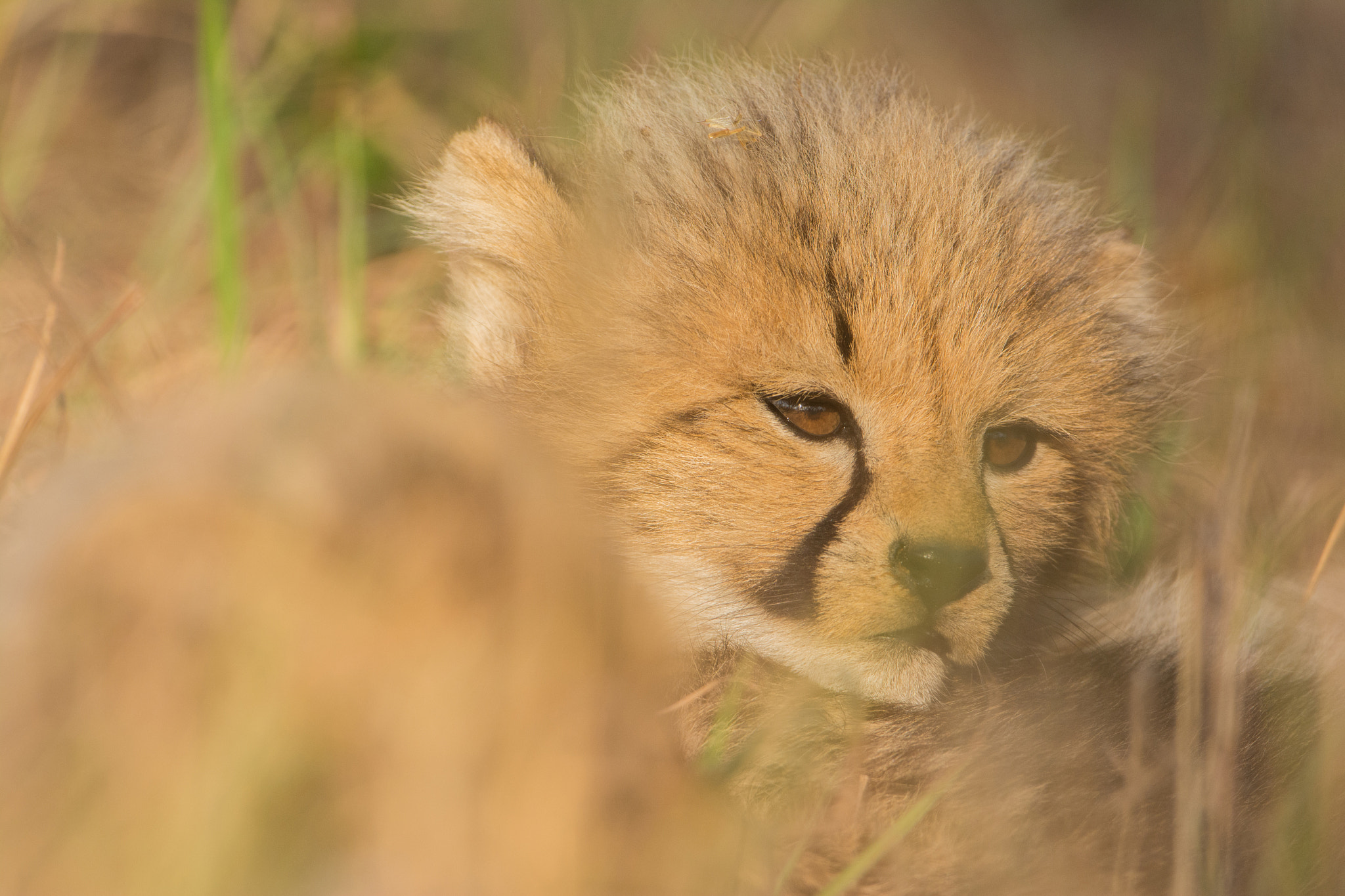 Nikon AF-S Nikkor 600mm F4G ED VR sample photo. Sudafrica photography