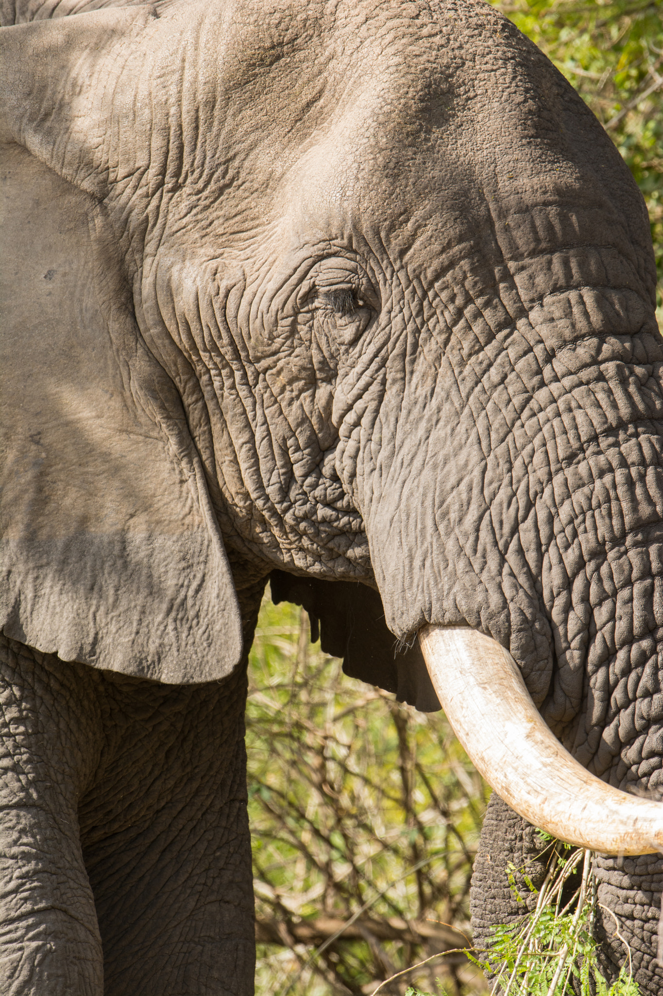 Nikon D7100 + Nikon AF-S Nikkor 600mm F4G ED VR sample photo. Sudafrica photography