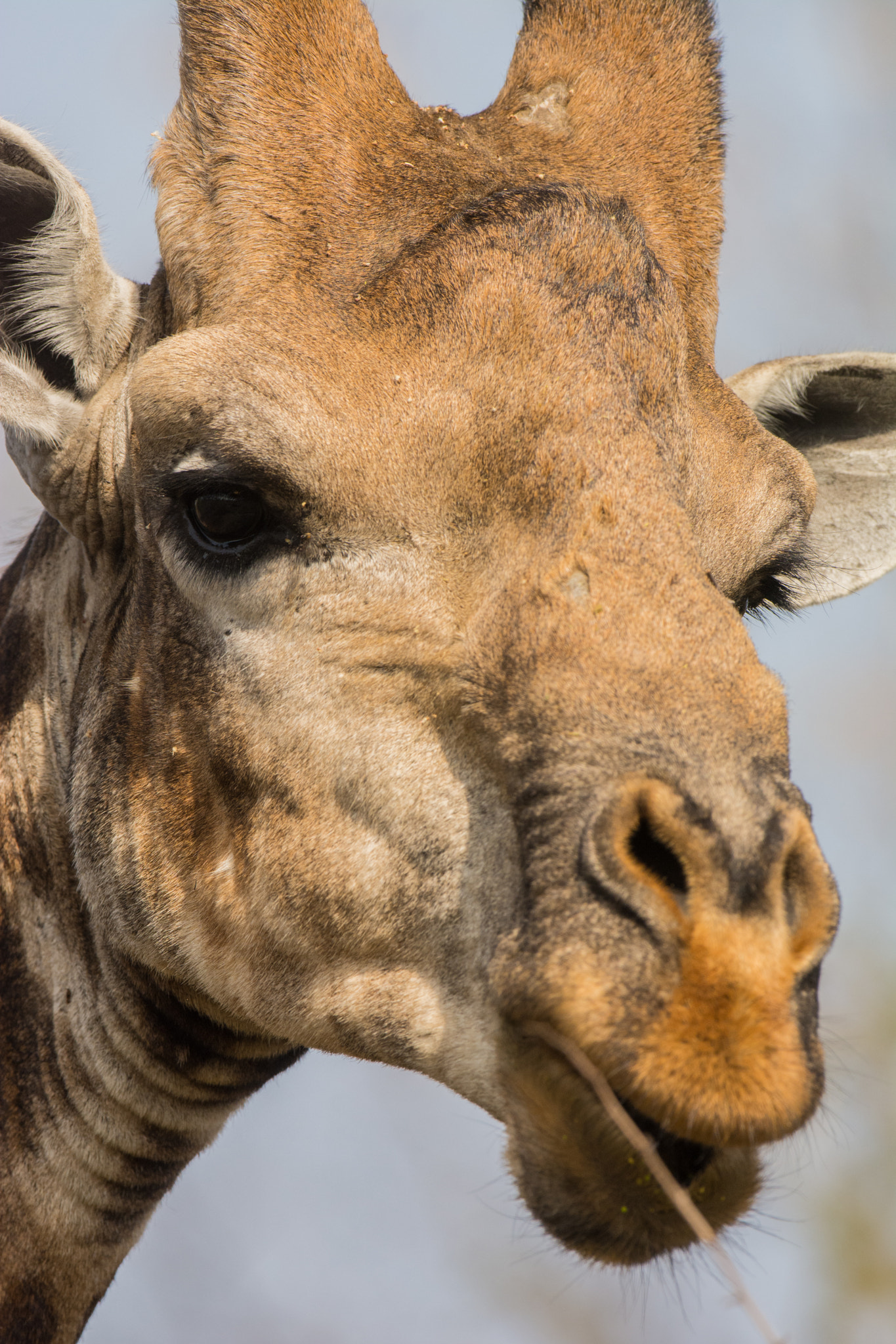 Nikon AF-S Nikkor 600mm F4G ED VR sample photo. Sudafrica photography