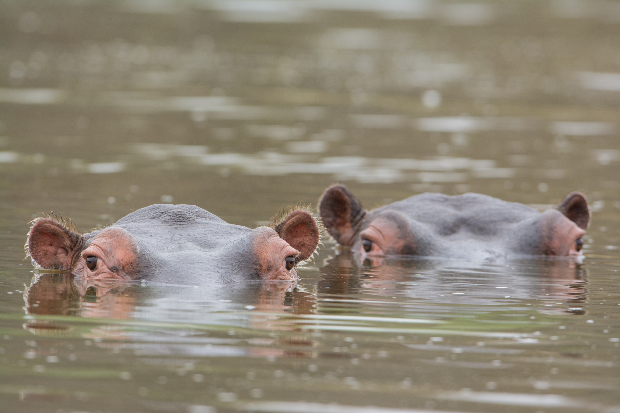 Nikon D7100 + Nikon AF-S Nikkor 600mm F4G ED VR sample photo. Sudafrica photography