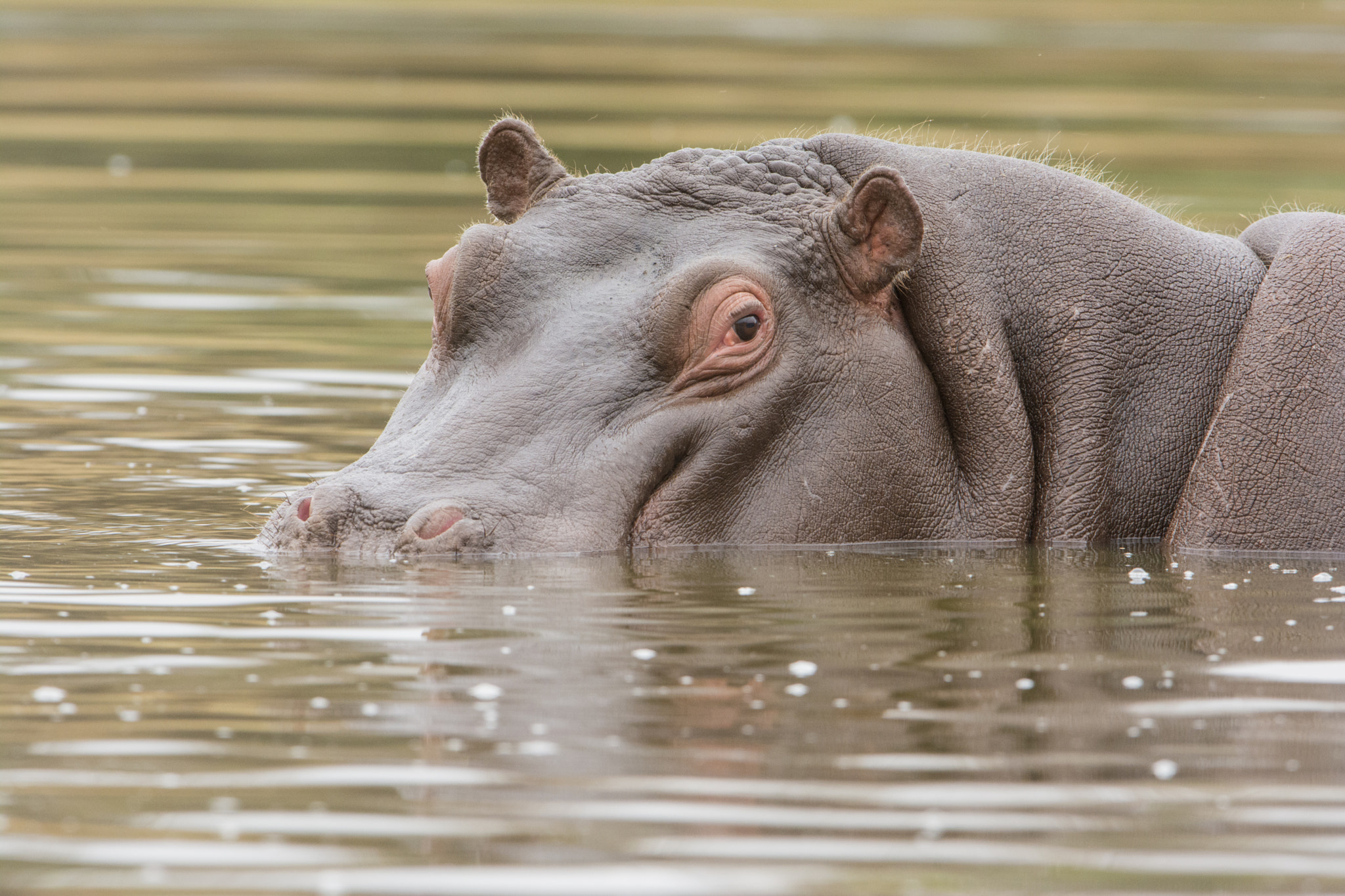 Nikon D7100 + Nikon AF-S Nikkor 600mm F4G ED VR sample photo. Sudafrica photography