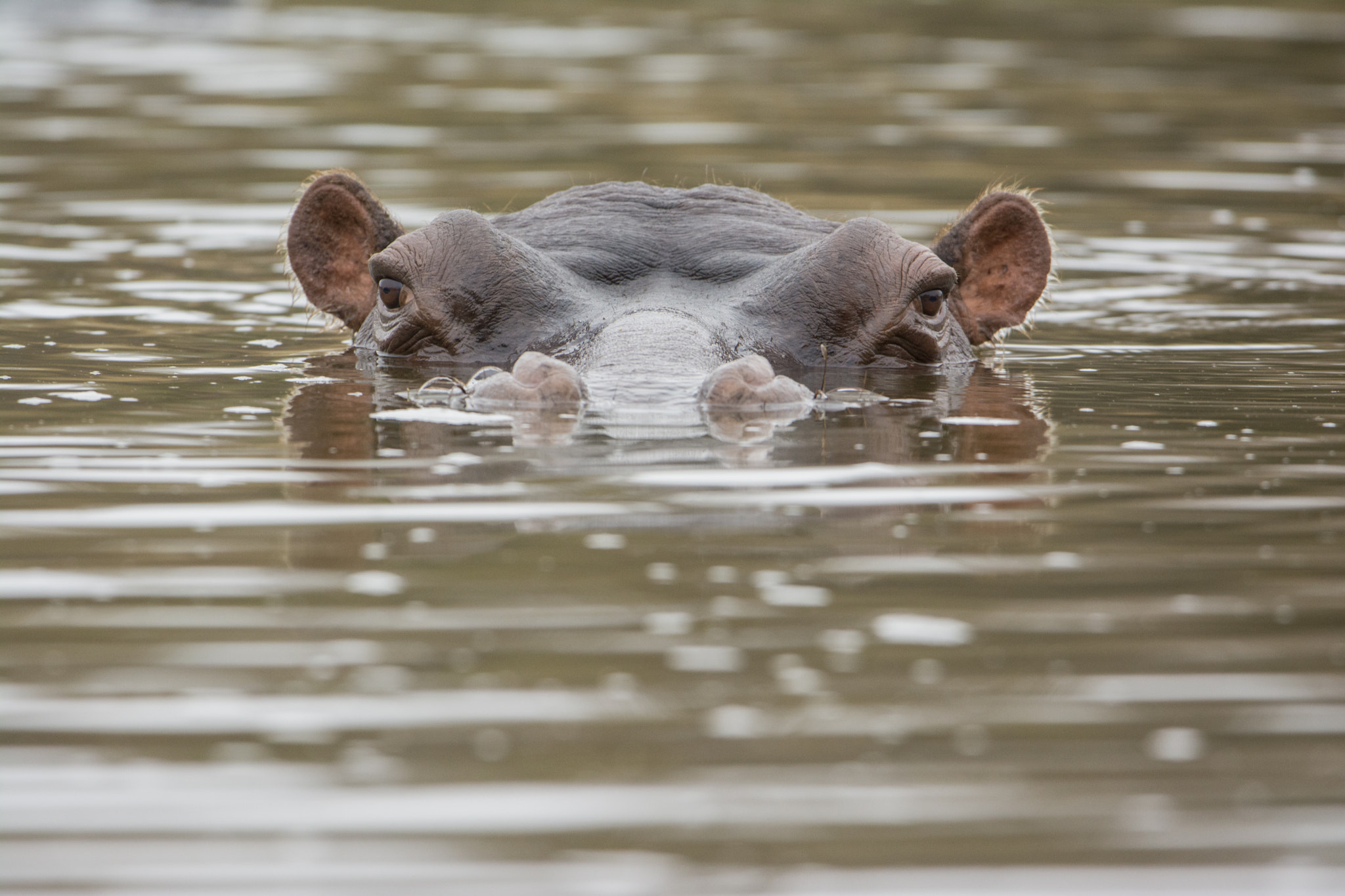 Nikon D7100 + Nikon AF-S Nikkor 600mm F4G ED VR sample photo. Sudafrica photography