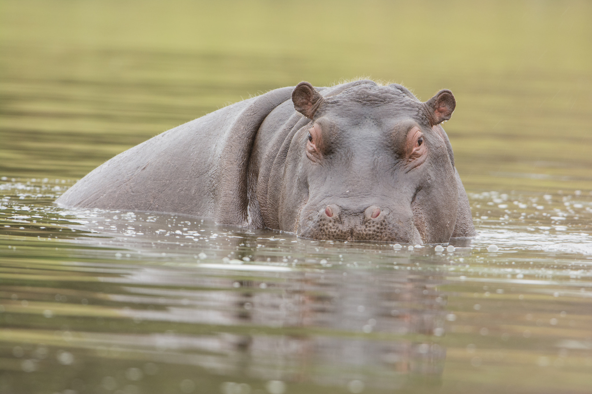 Nikon D7100 + Nikon AF-S Nikkor 600mm F4G ED VR sample photo. Sudafrica photography