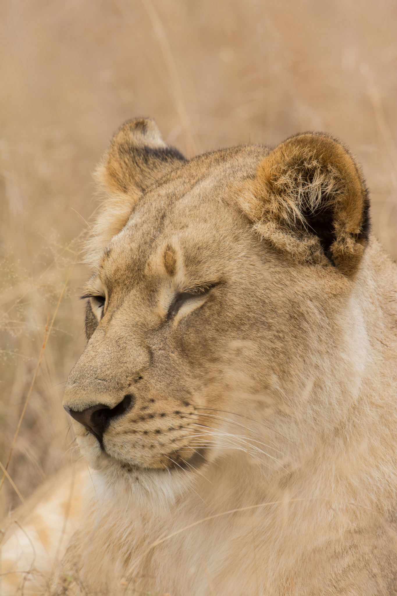 Nikon D7100 + Nikon AF-S Nikkor 600mm F4G ED VR sample photo. Sudafrica photography