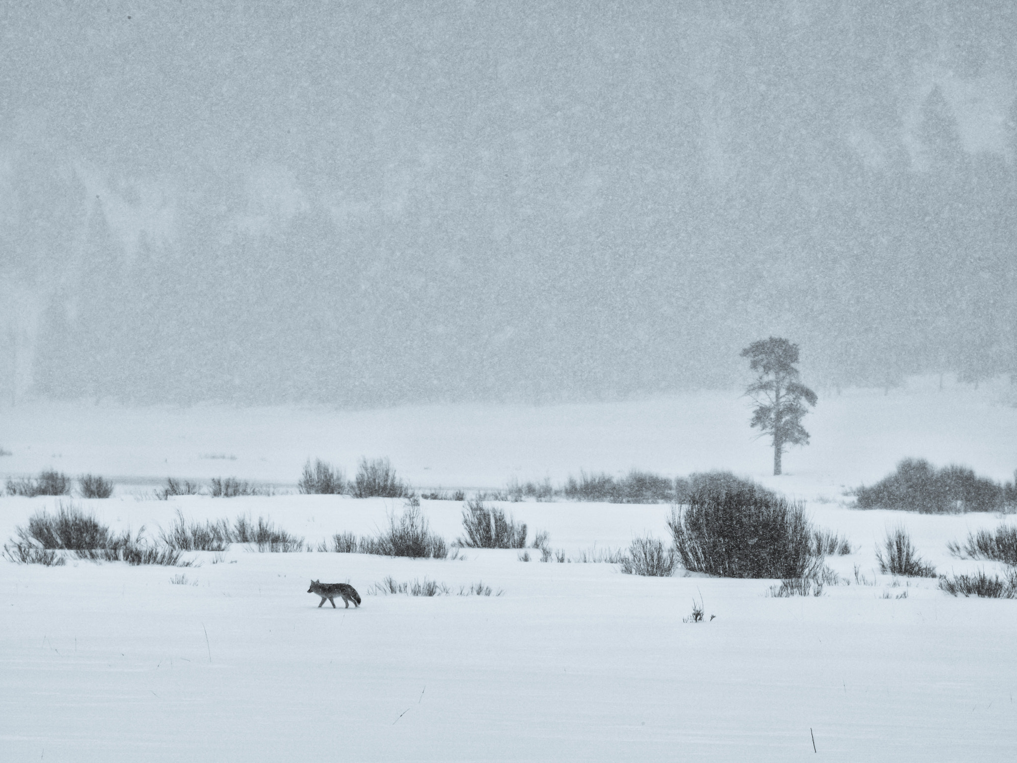 Pentax 645Z + smc PENTAX-FA 645 400mm F5.6 ED [IF] sample photo. Light snow - pebble creek coyote photography