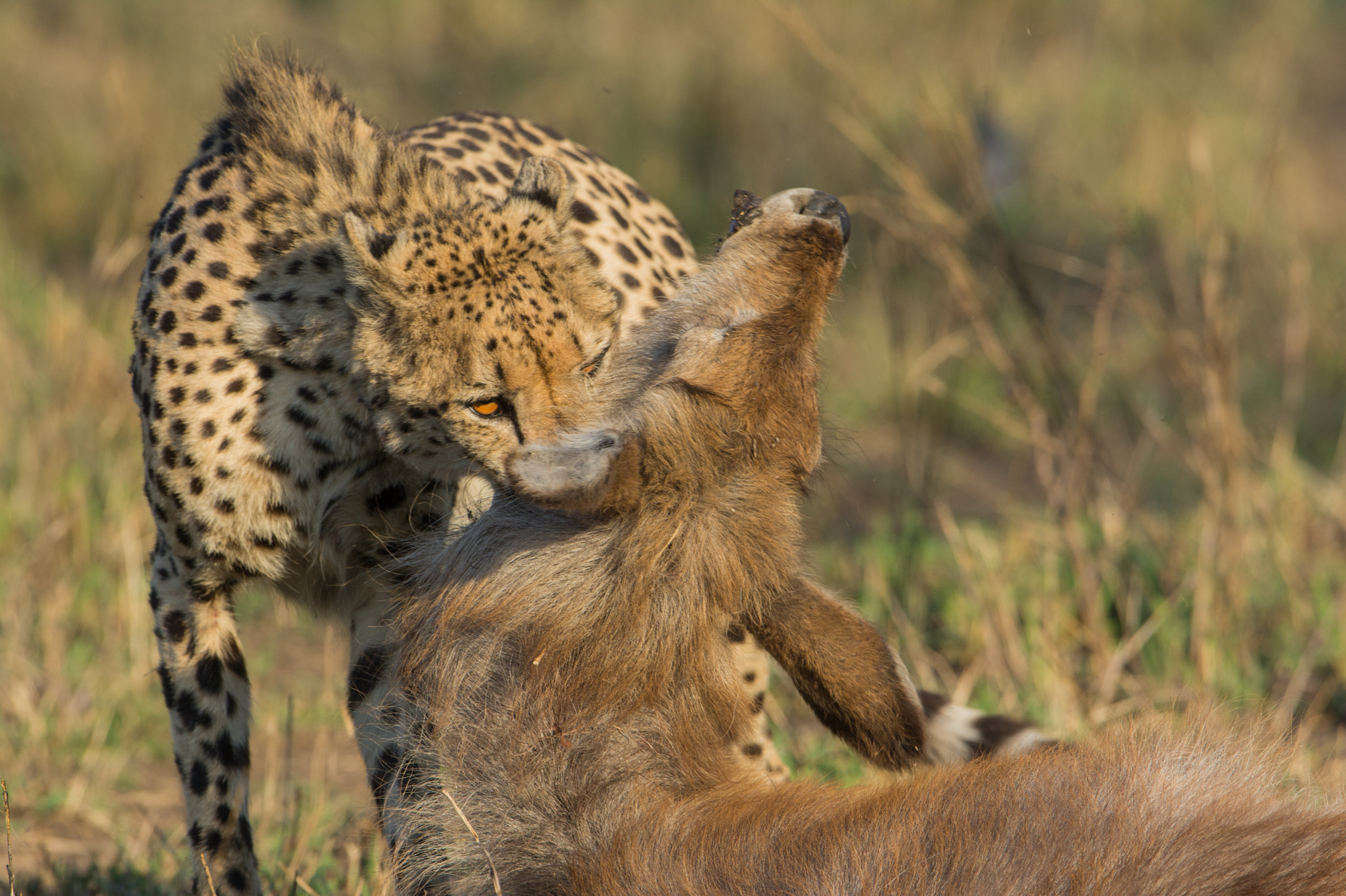 Nikon D7100 + Nikon AF-S Nikkor 600mm F4G ED VR sample photo. Sudafrica photography