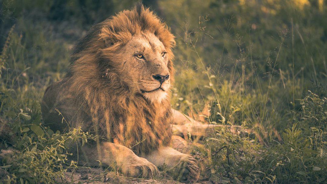 70-200mm F2.8 OSS sample photo. Male lion of the birgmingham pride photography