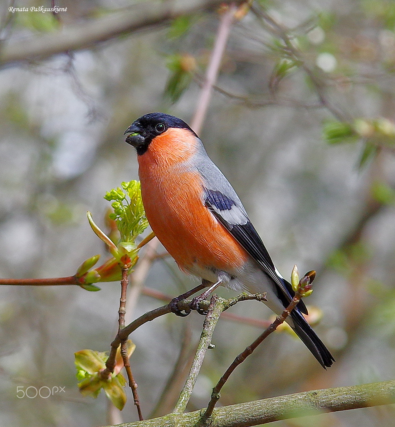 Pentax K-3 sample photo. Bird photography