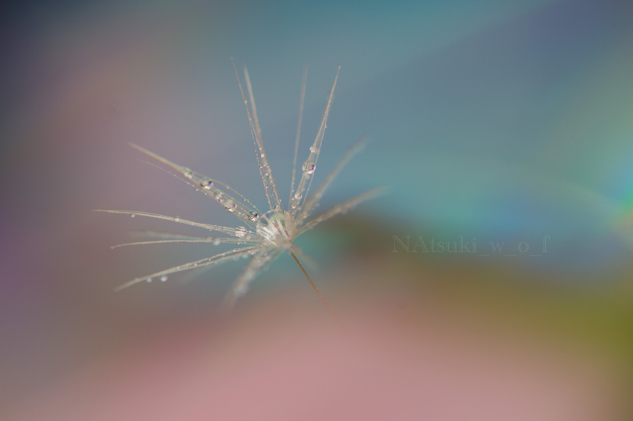 Tamron SP AF 180mm F3.5 Di LD (IF) Macro sample photo. Fantasy world photography