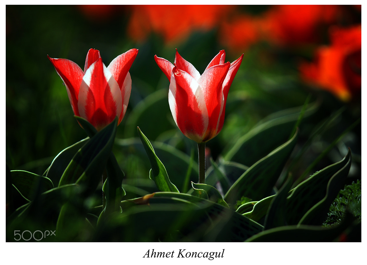 Sony SLT-A77 + Minolta AF 300mm F2.8 HS-APO G sample photo. Red & white photography