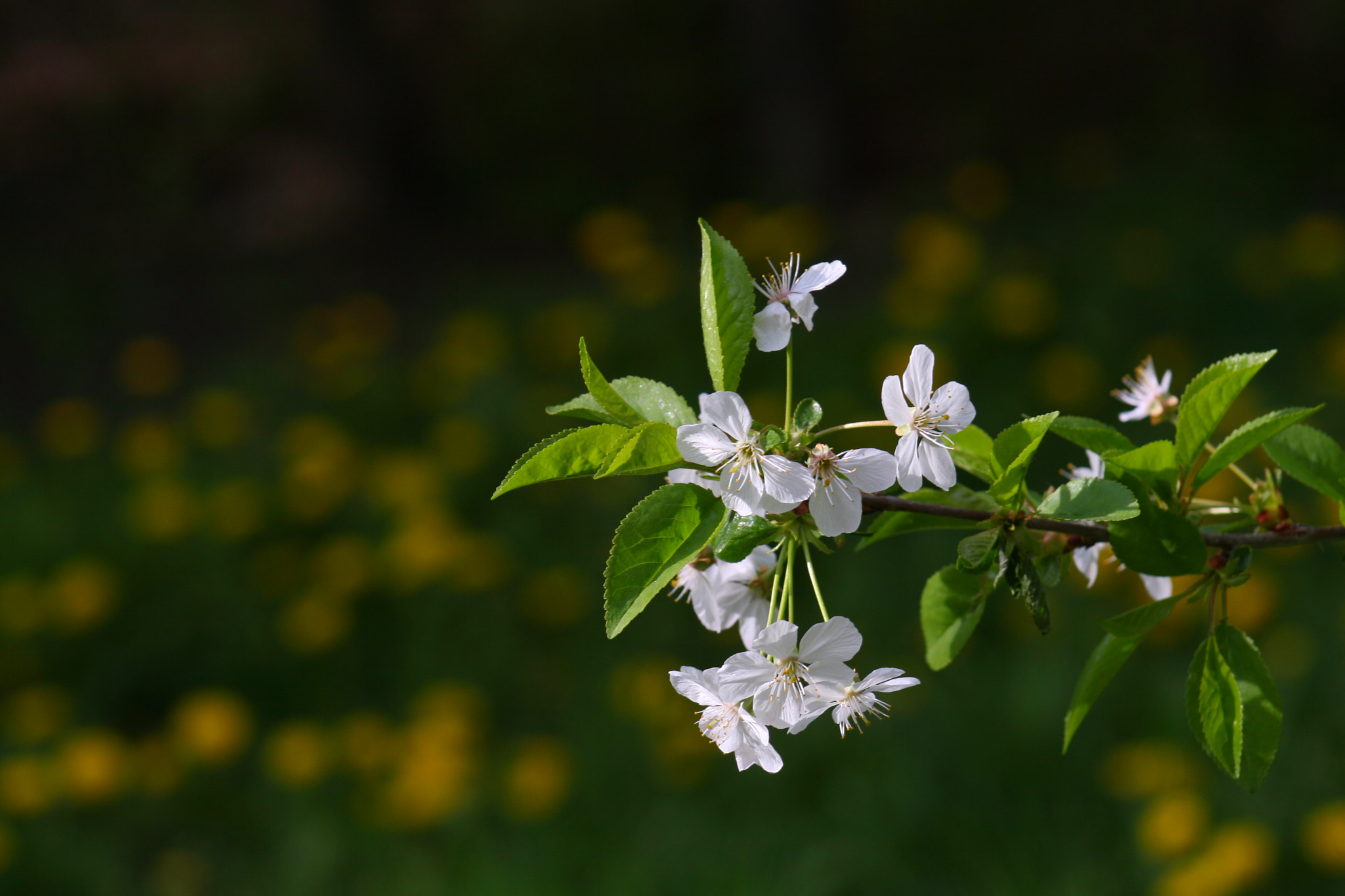 Canon EOS 30D + EF75-300mm f/4-5.6 sample photo. ) photography