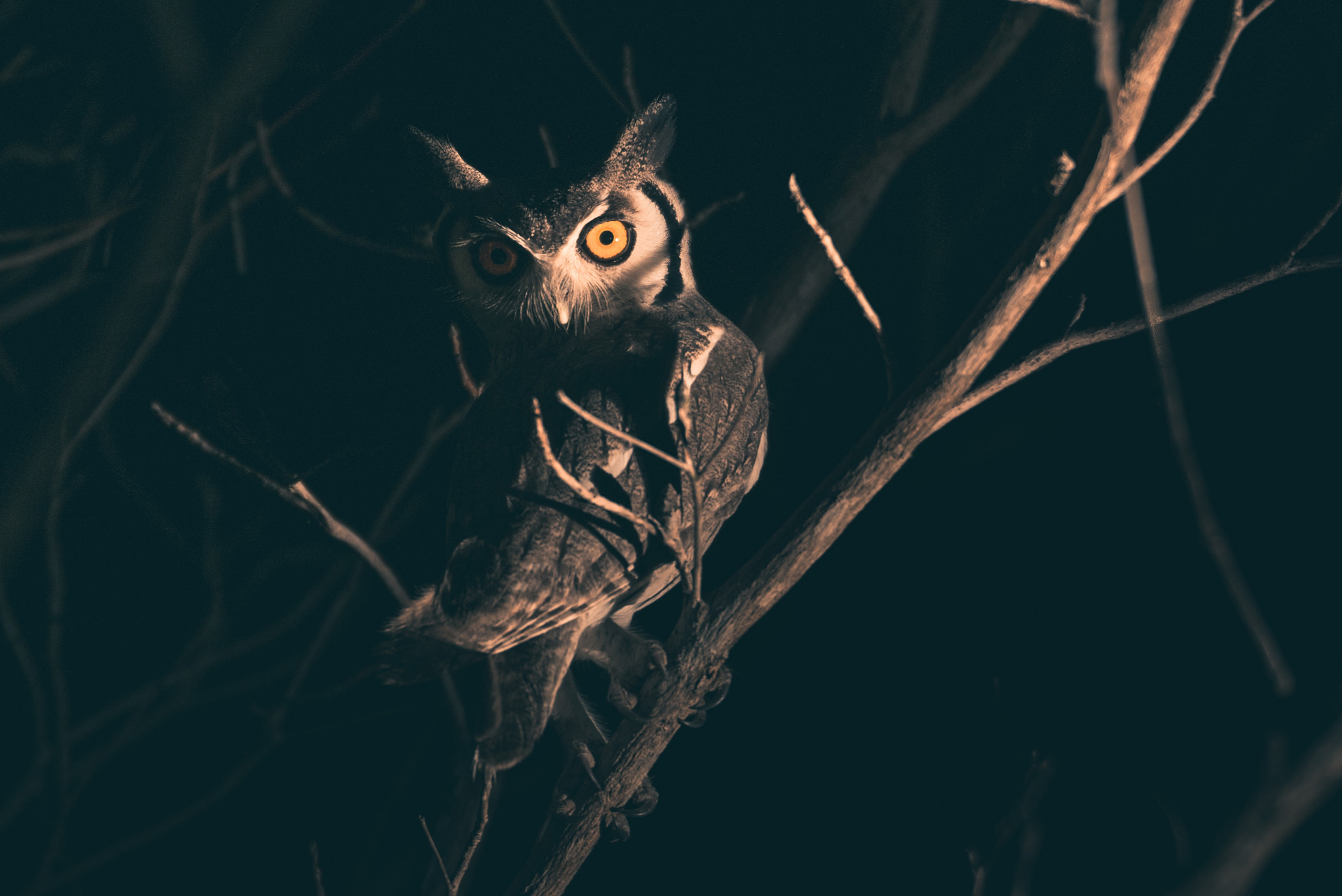 70-200mm F2.8 OSS sample photo. Southern white-faced owl photography